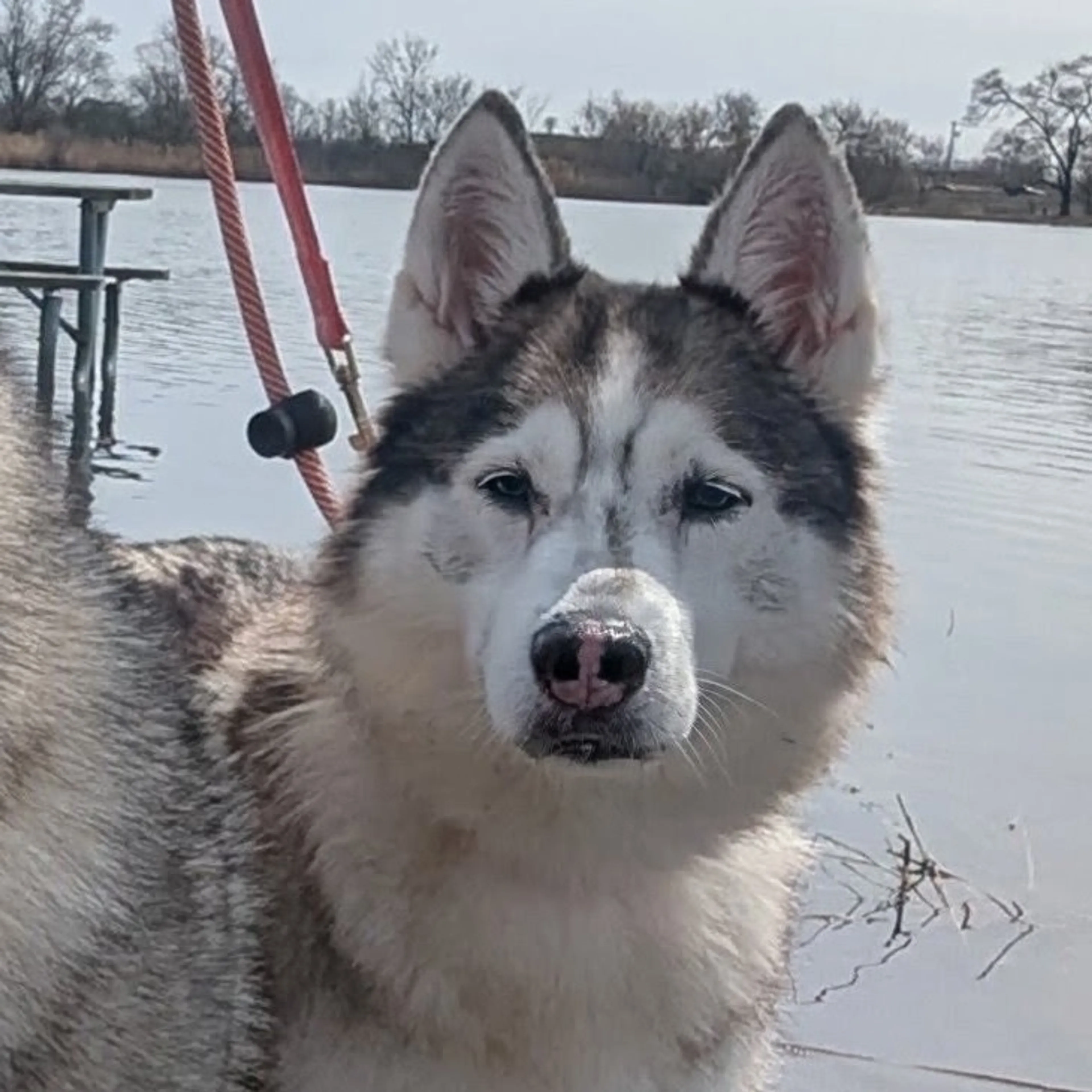 Found pet-4
