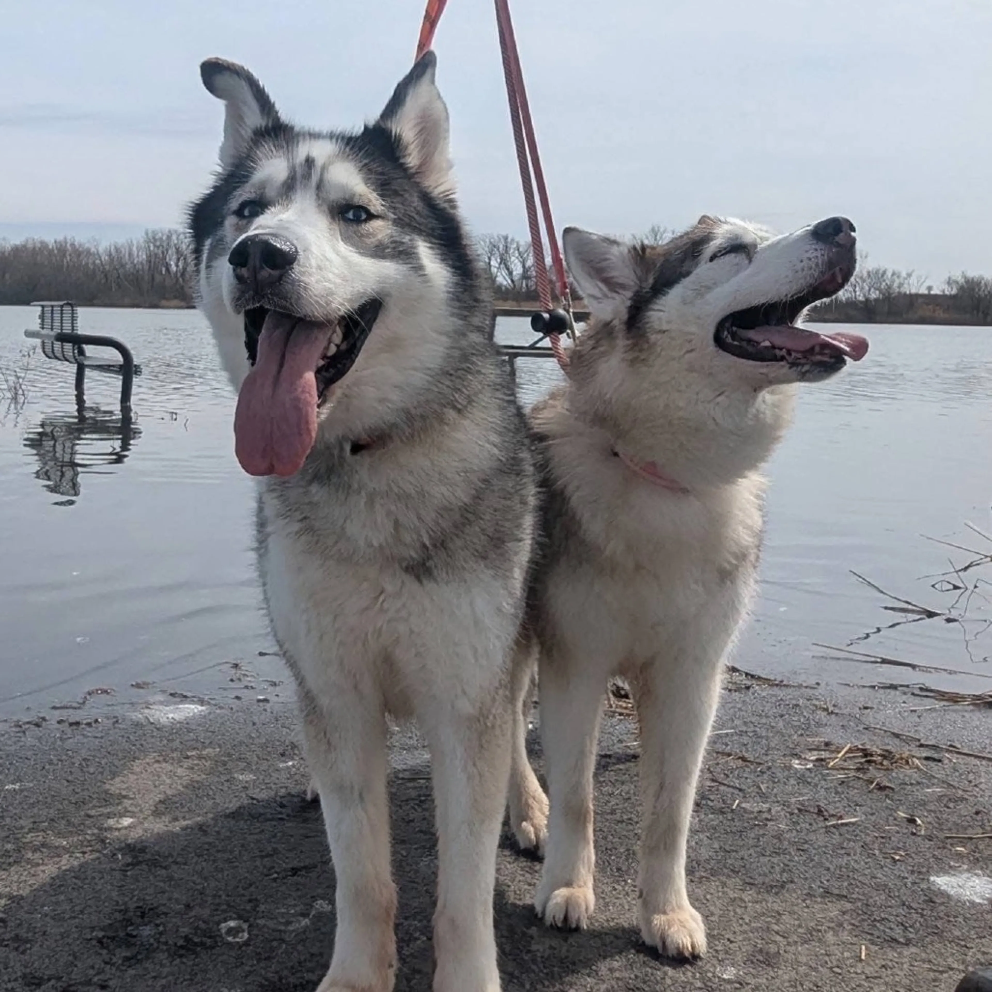 Found pet-8