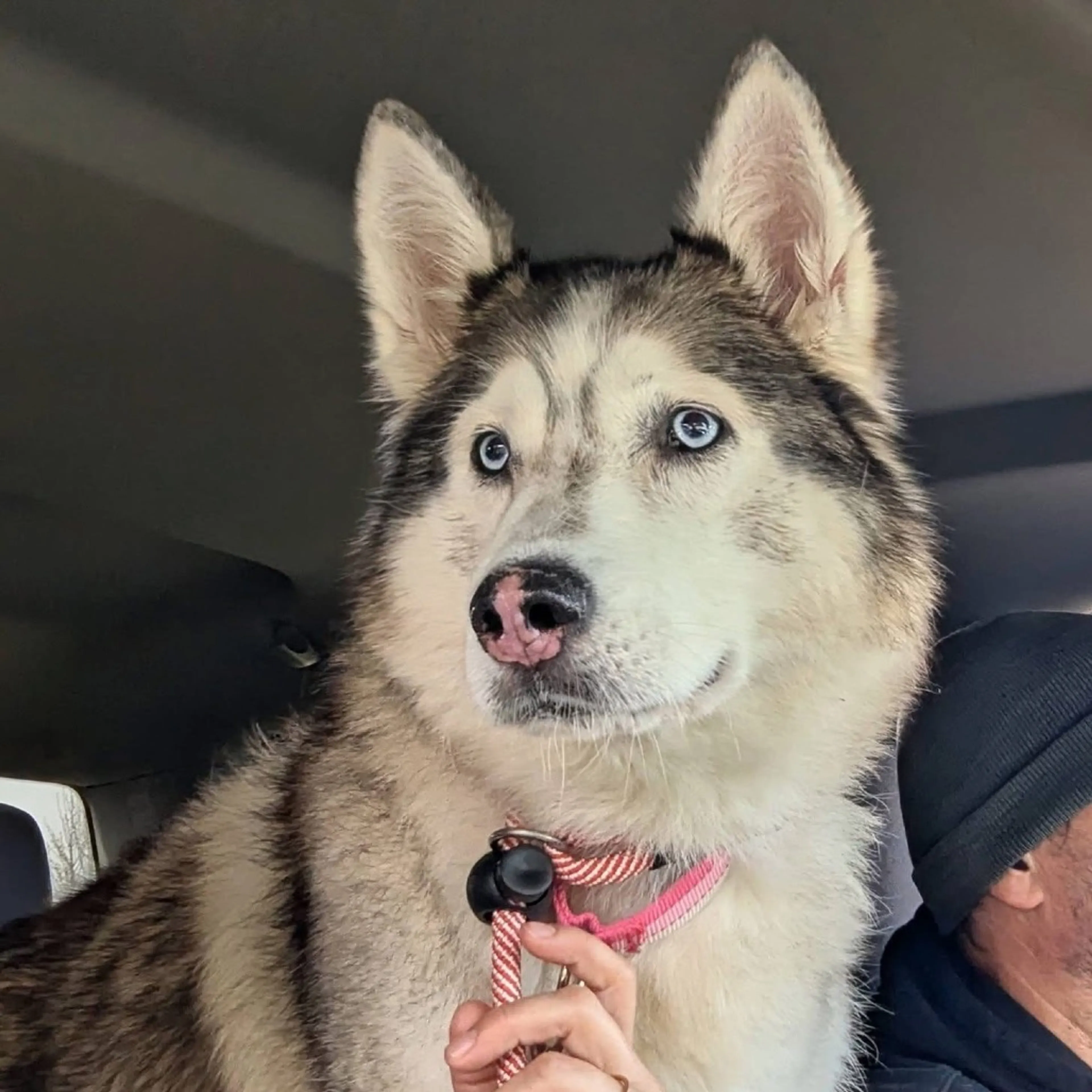 Found pet-6