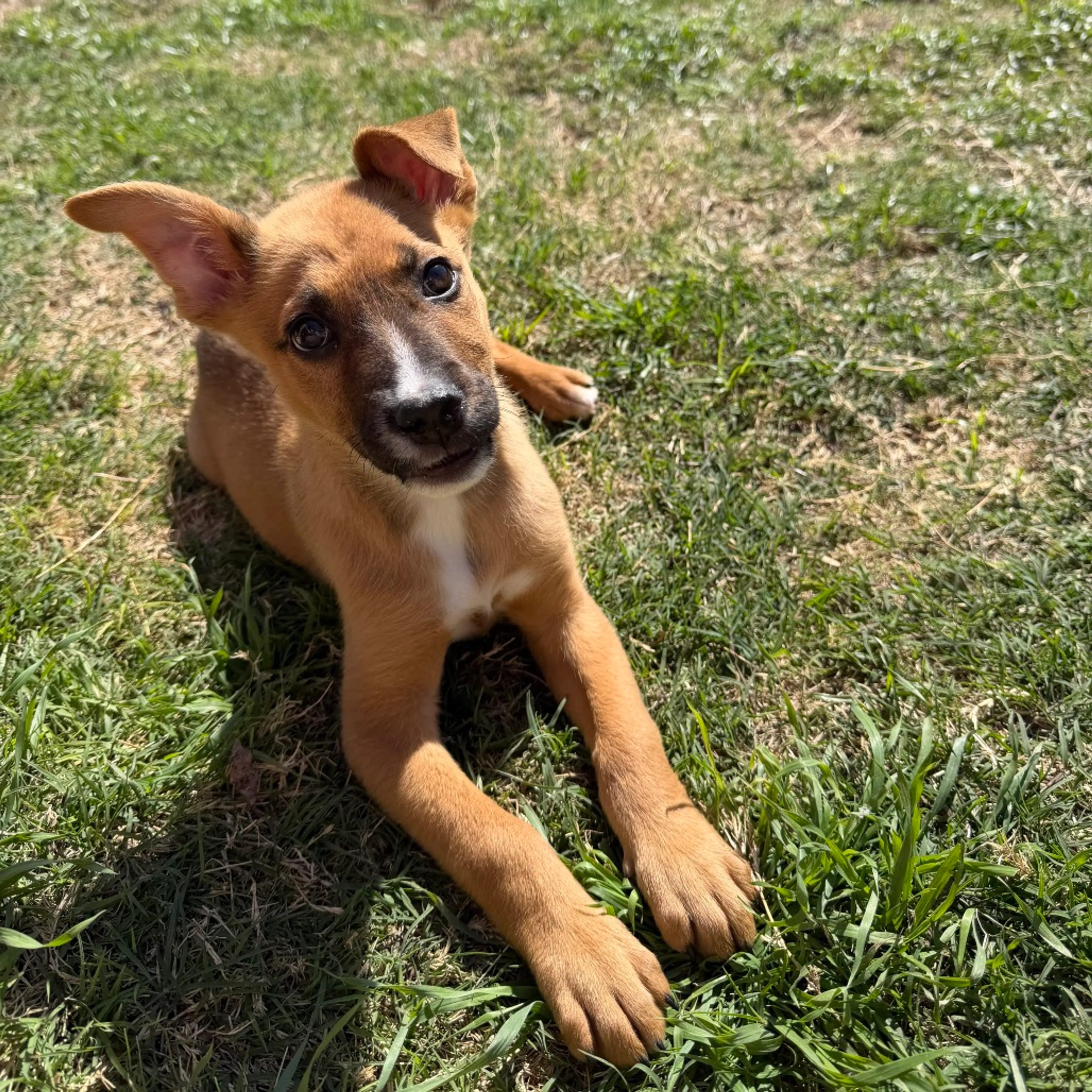 Found pet-2