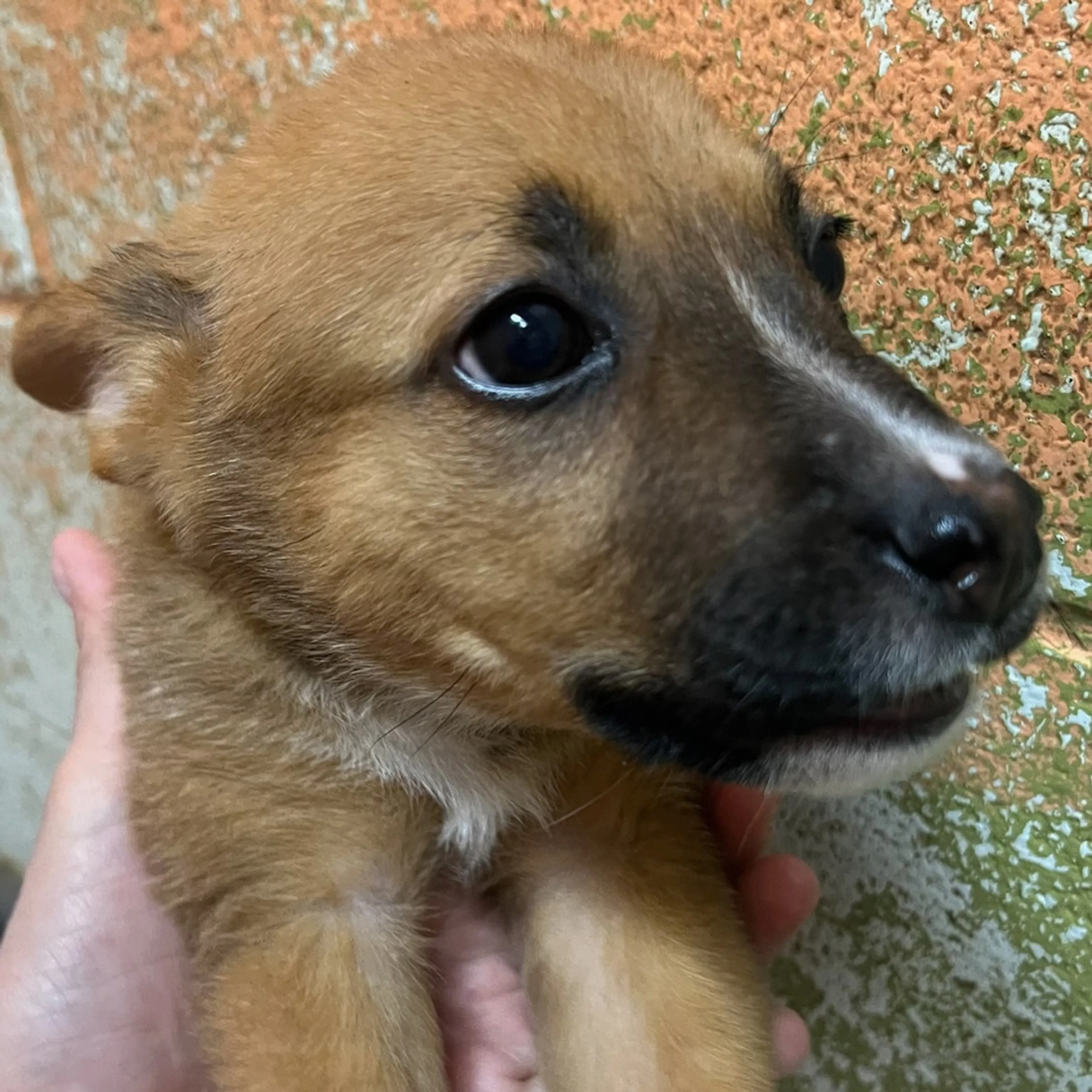 Found pet-1