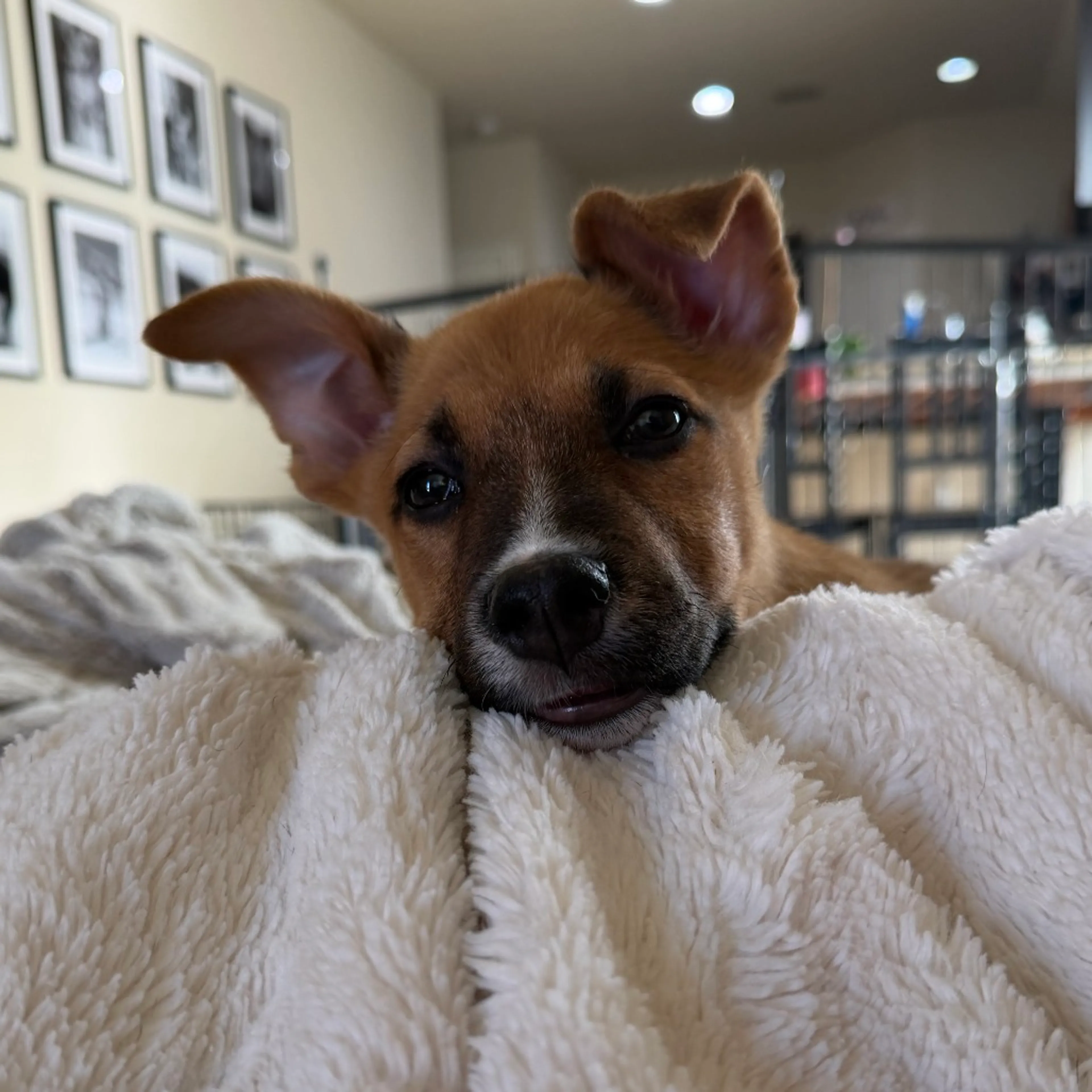 Found pet-4
