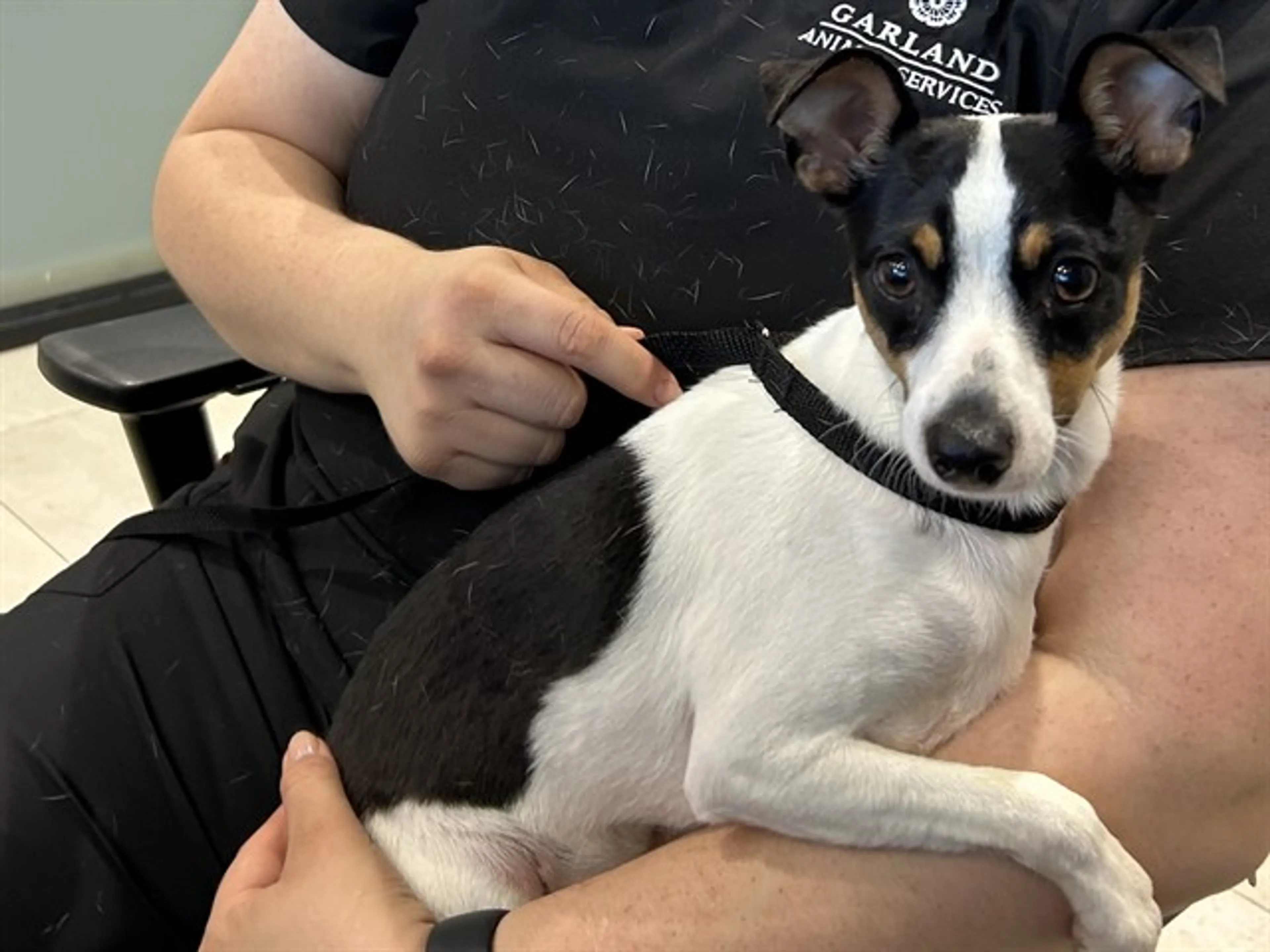 Found pet