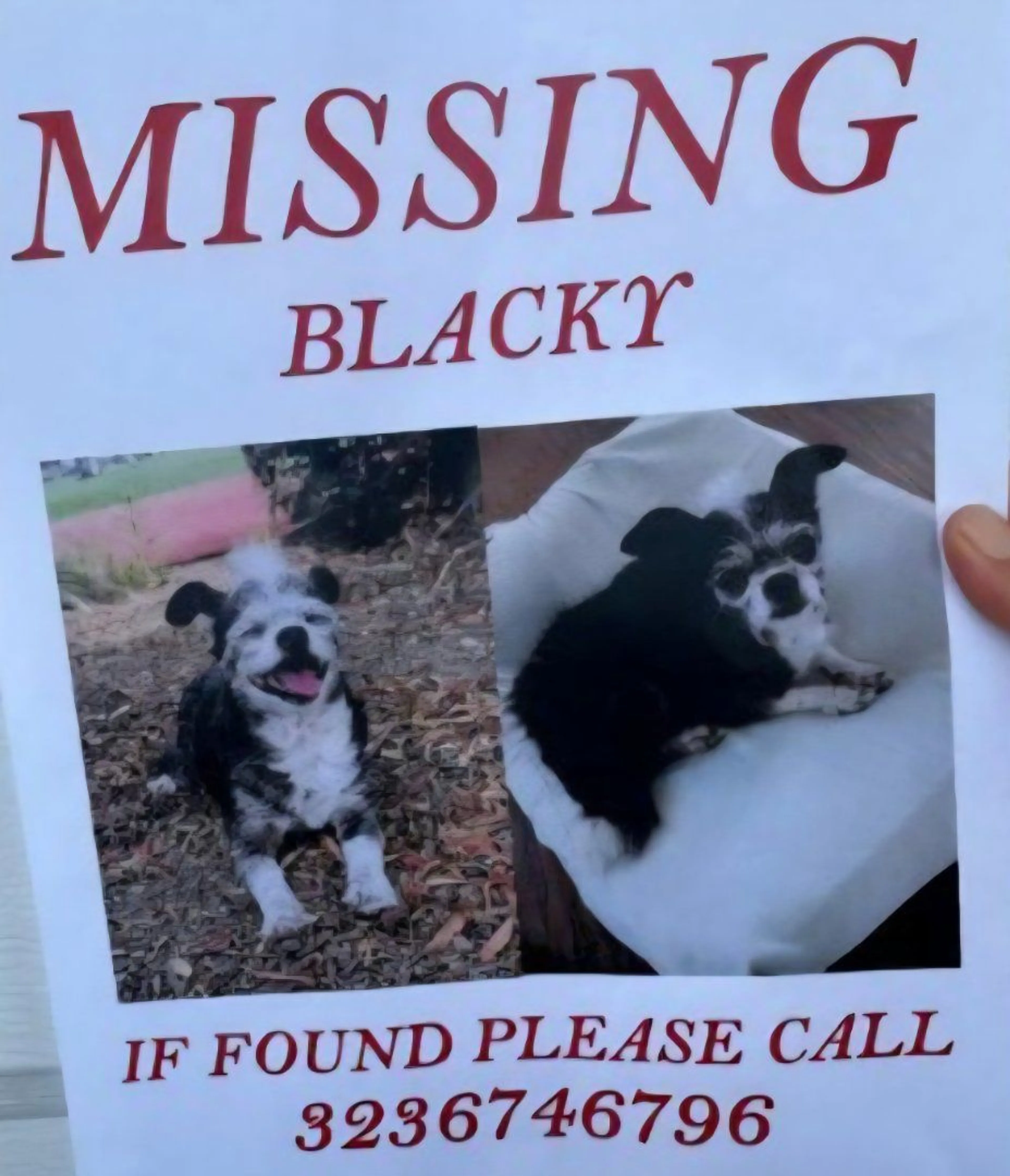 Lost pet