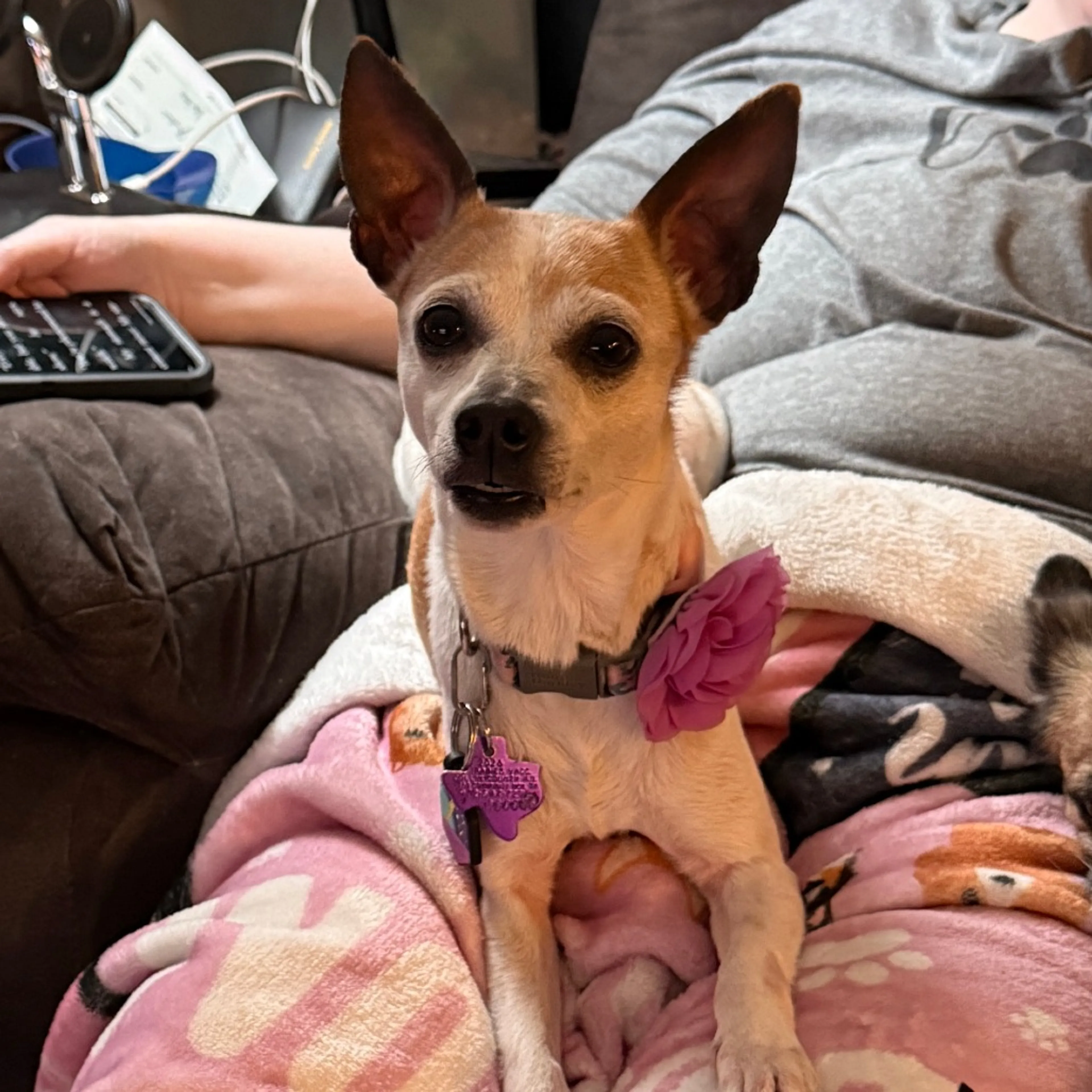 Found pet-8