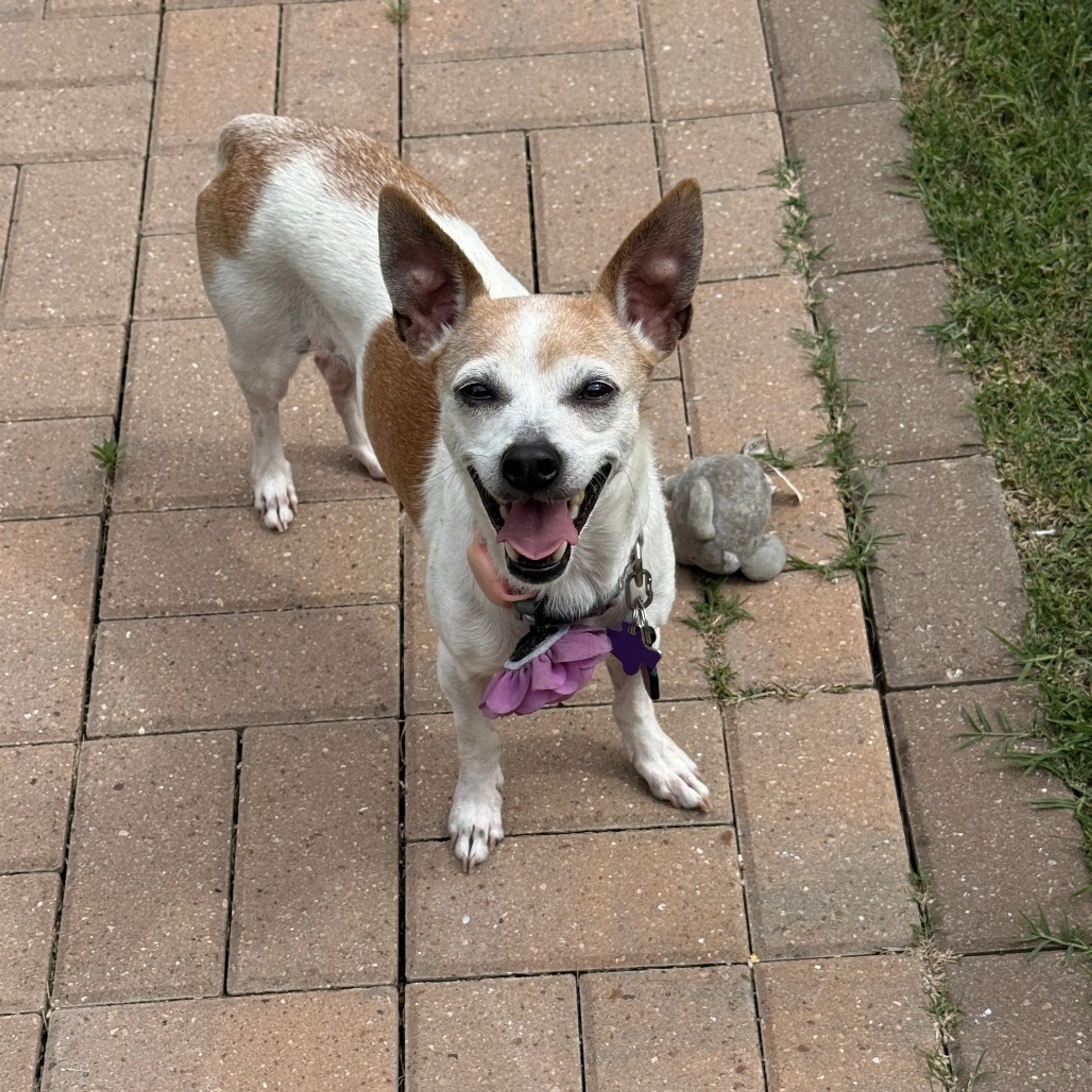Found pet-9