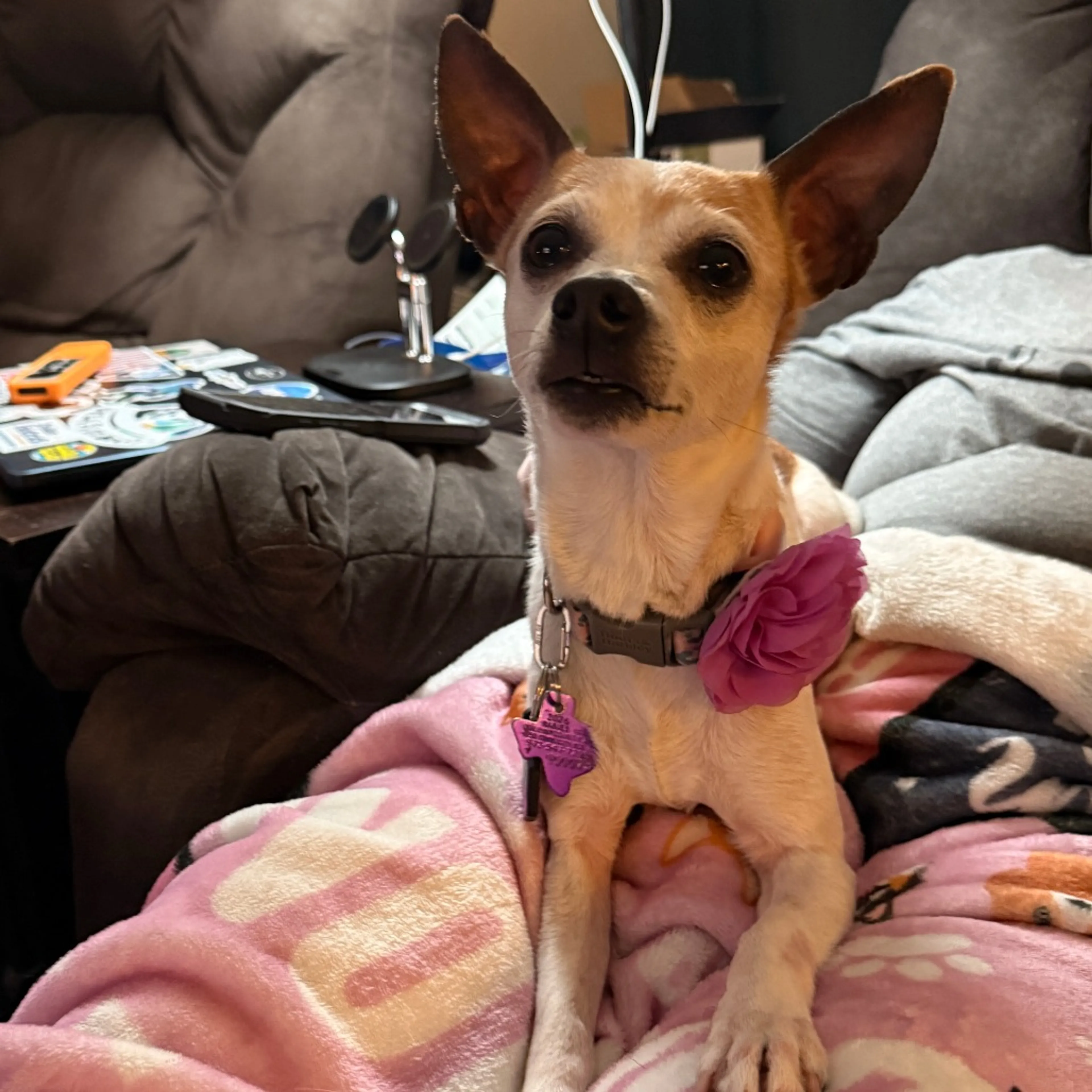 Found pet-7