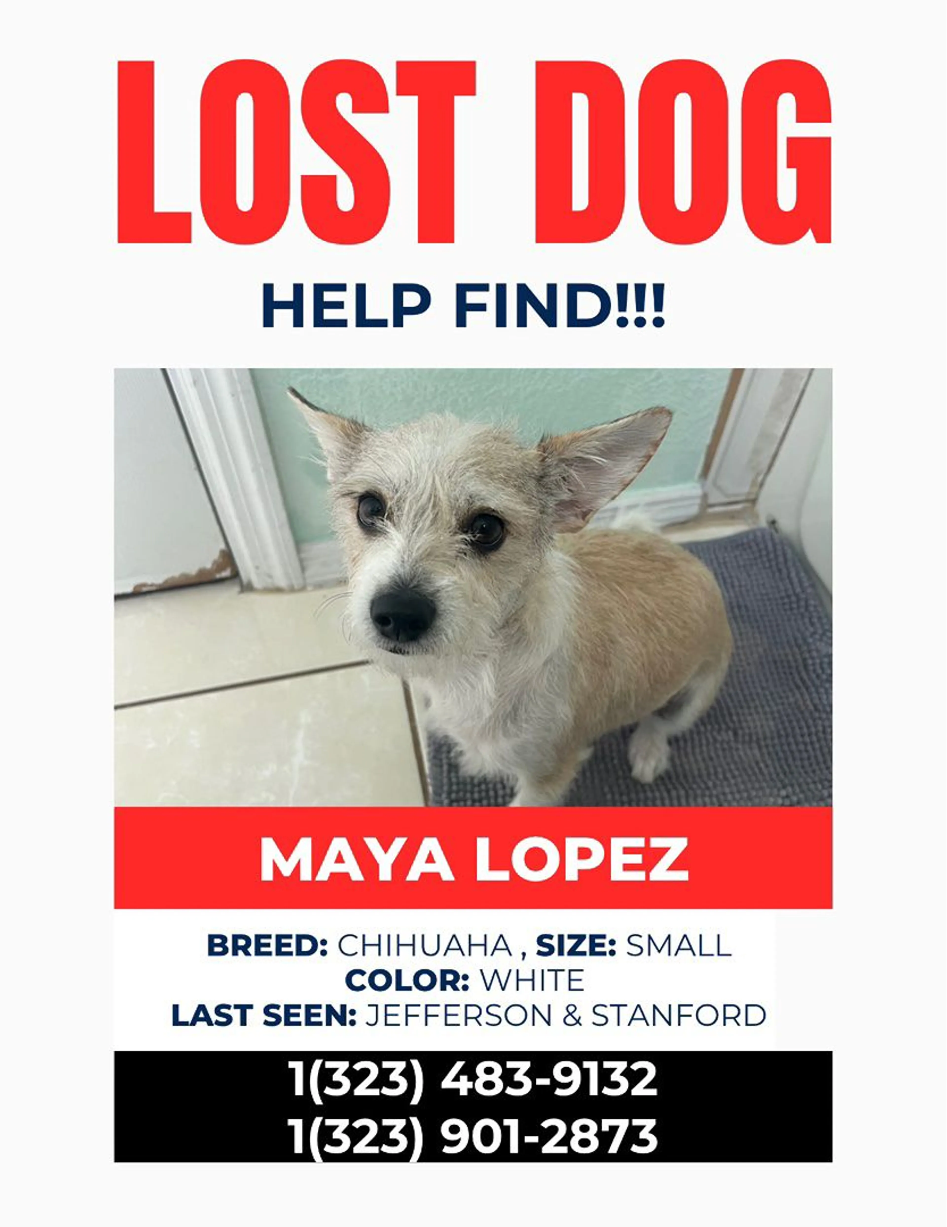 Lost pet