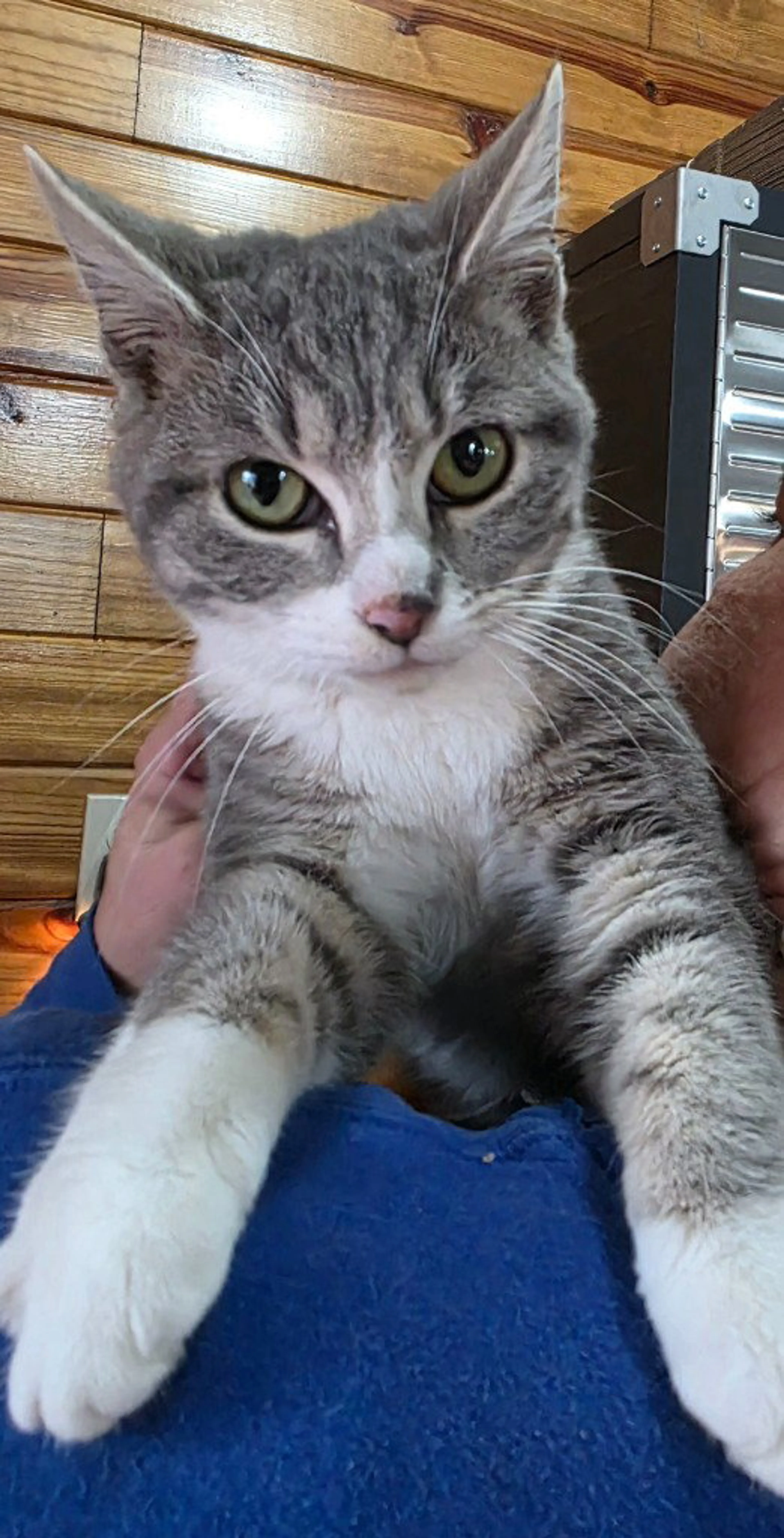 Found pet