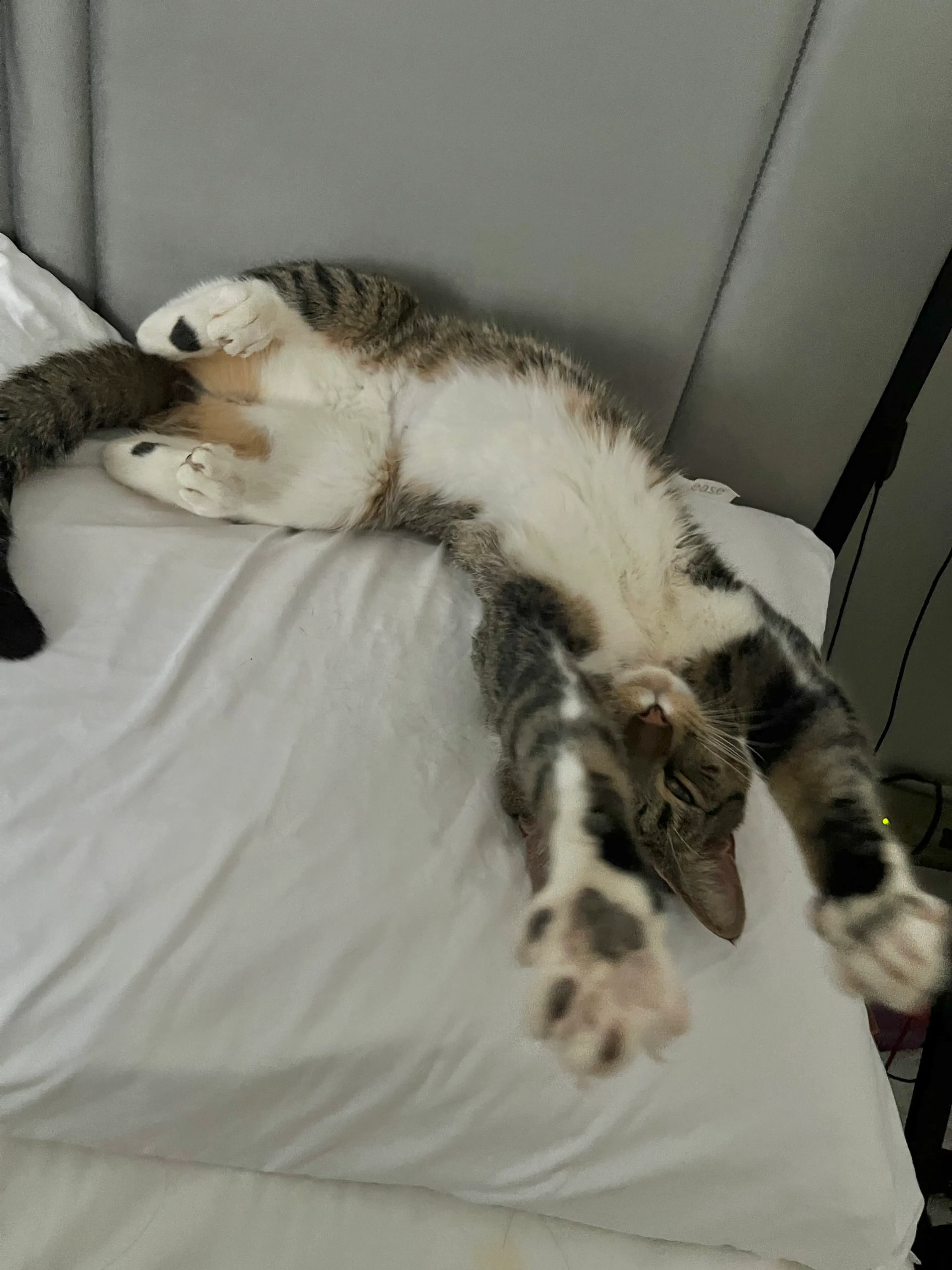 Found pet-1