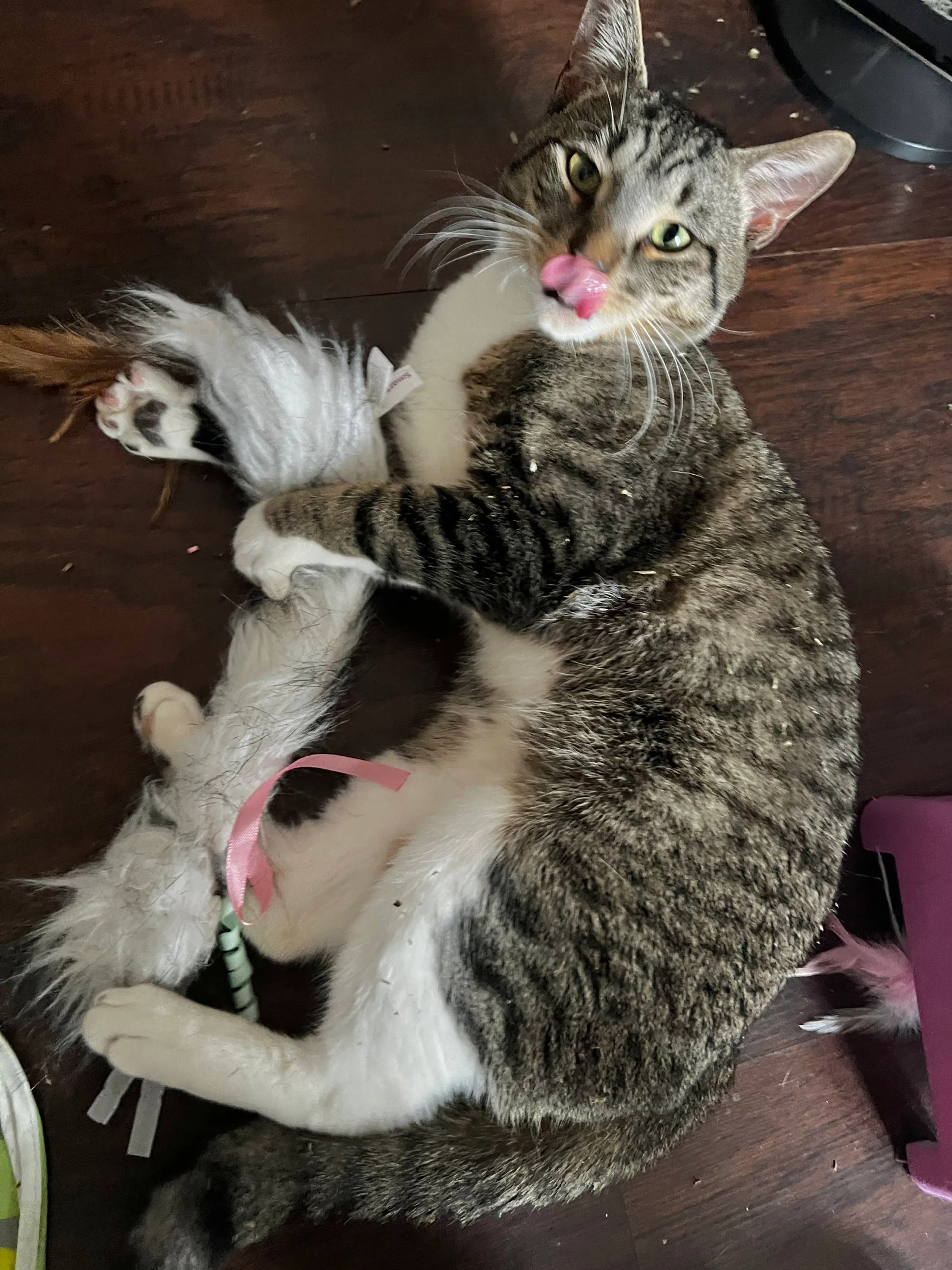Found pet-0