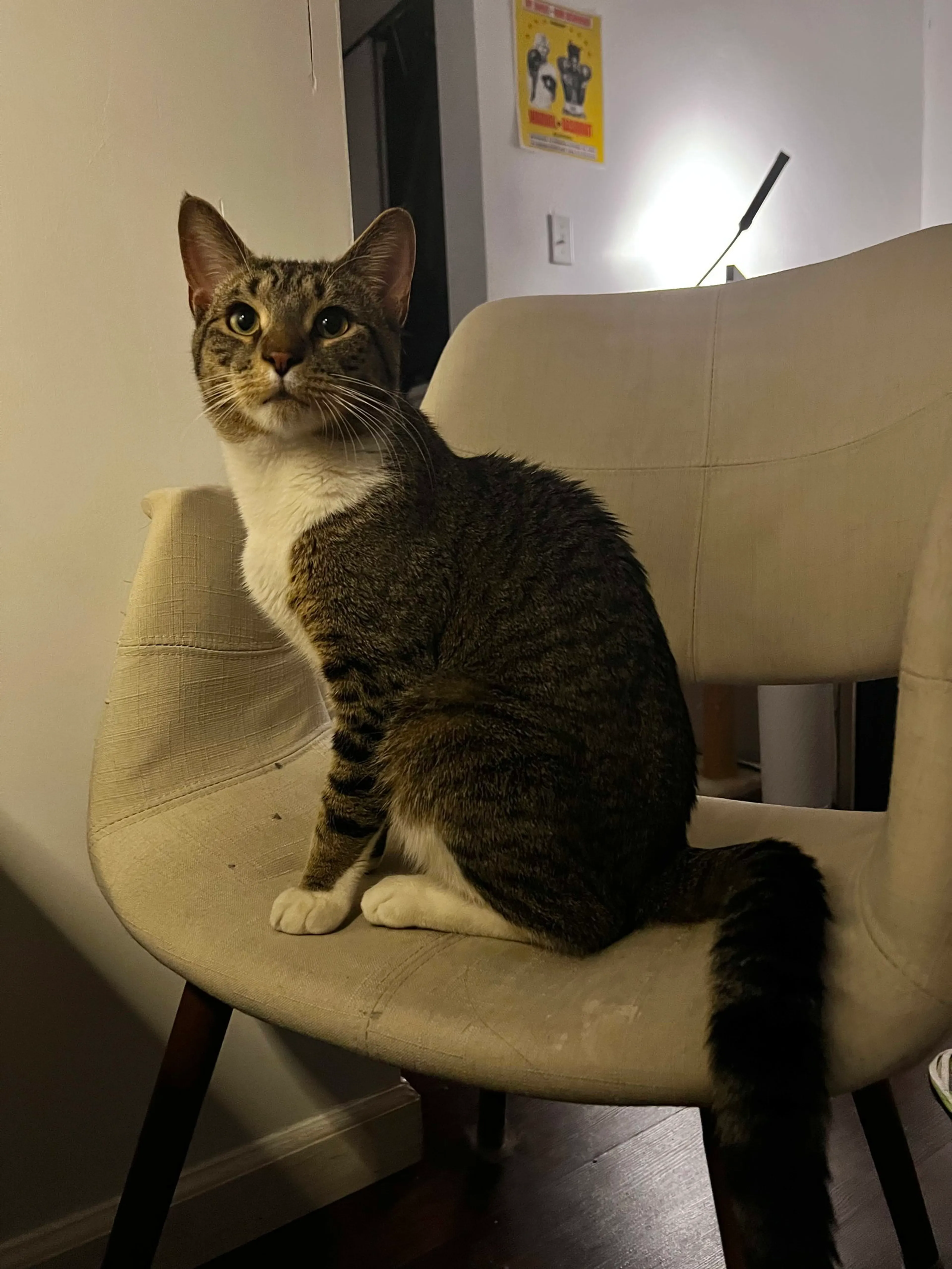 Found pet-2