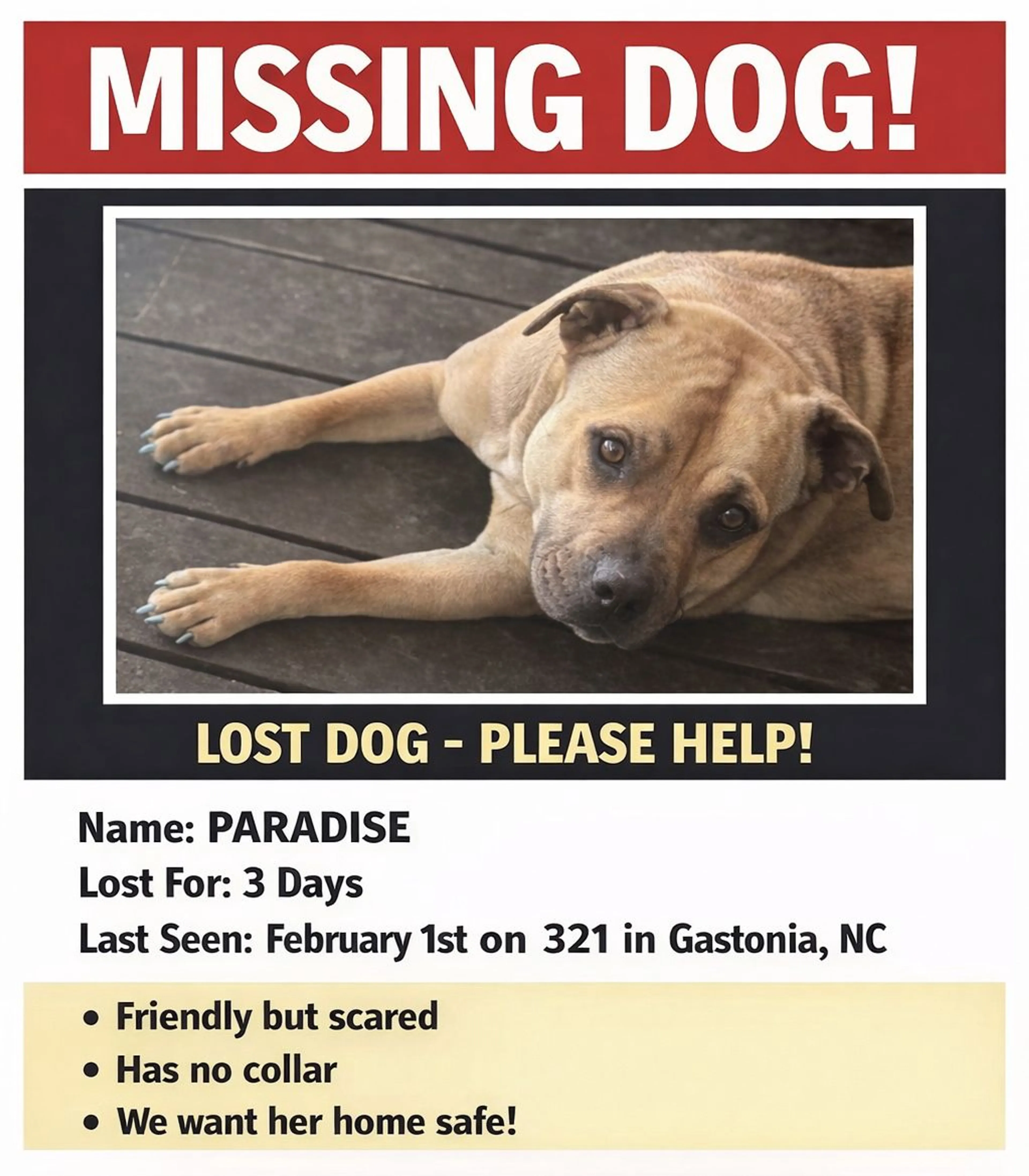 Lost pet-2