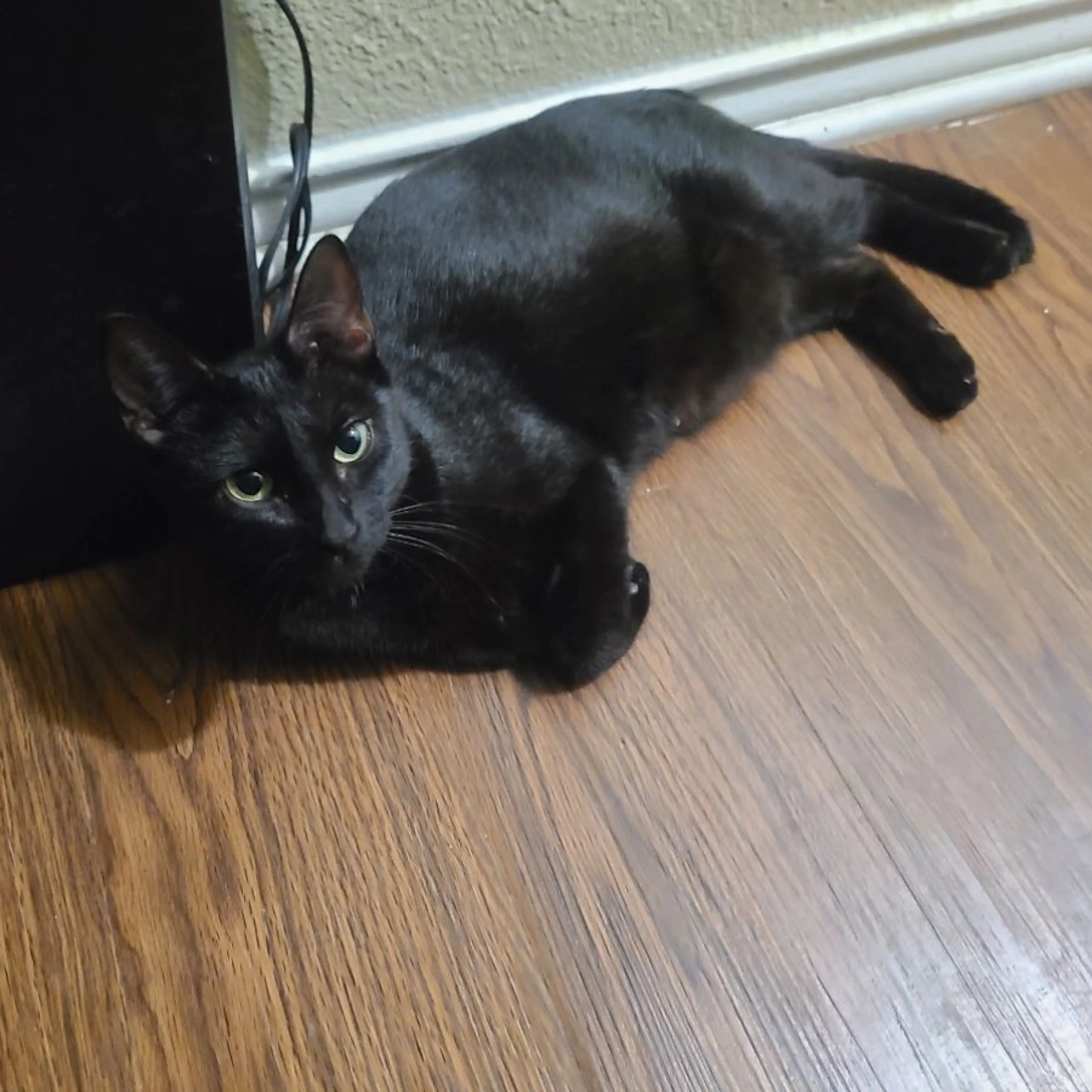 Lost pet