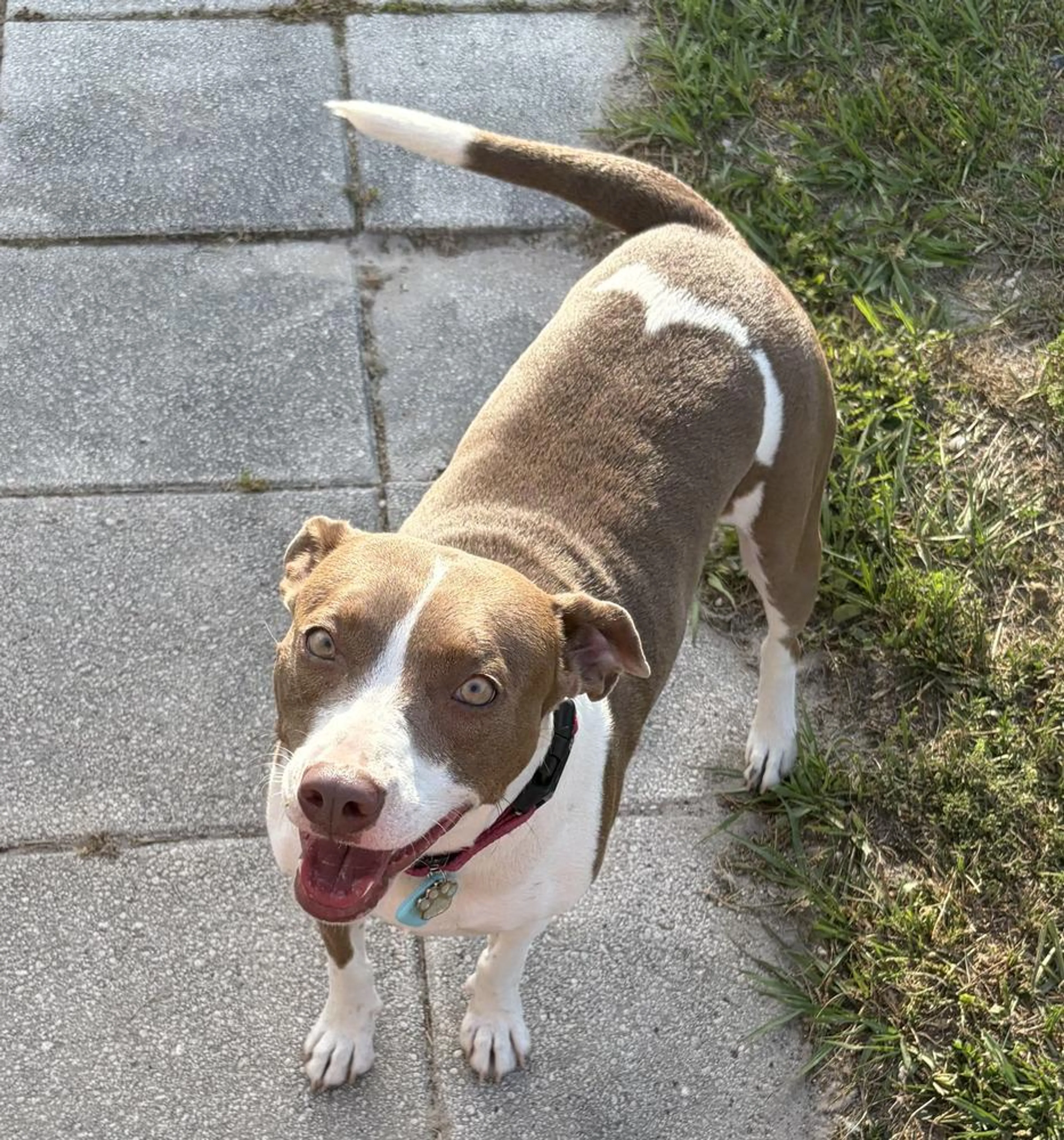 Found pet-3