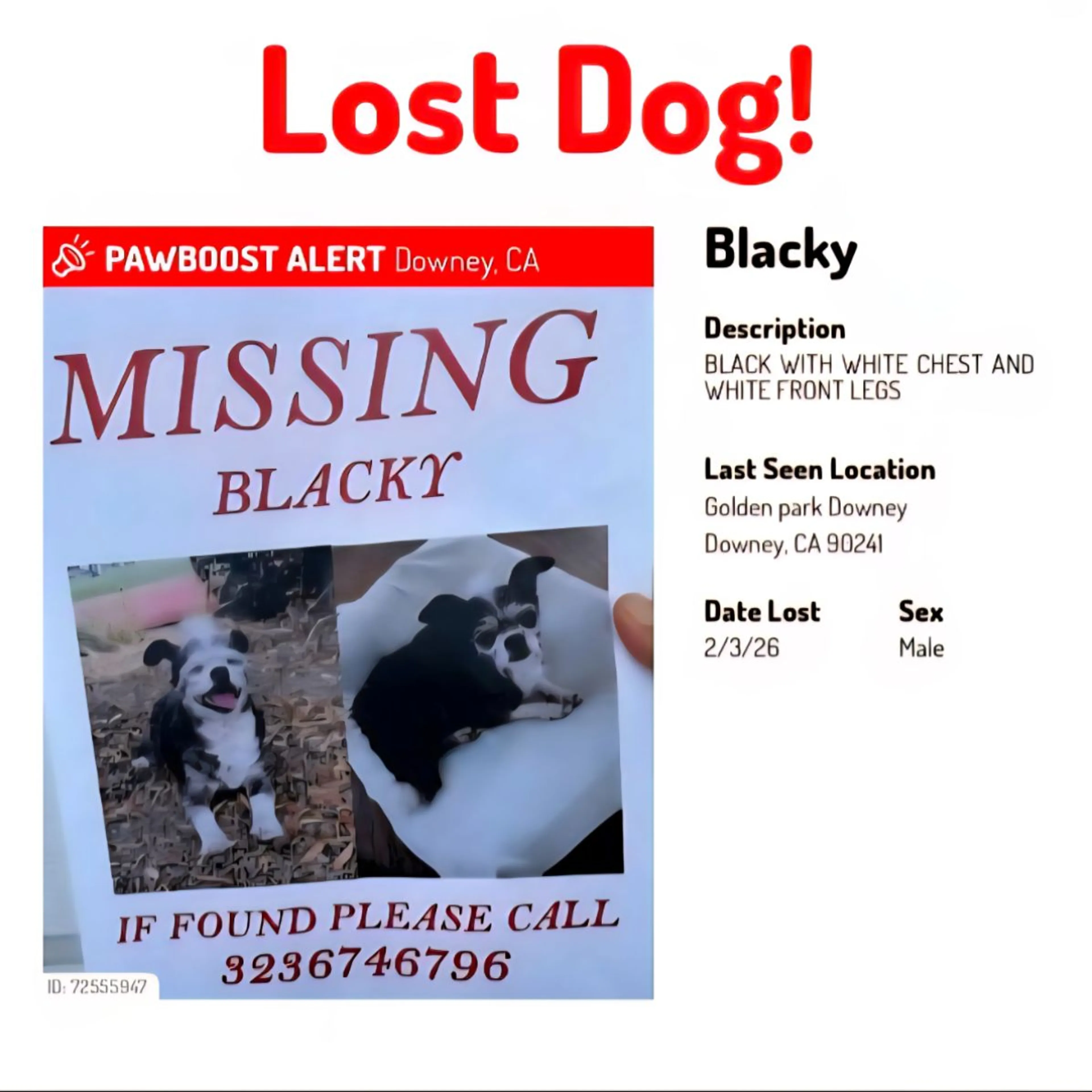 Lost pet