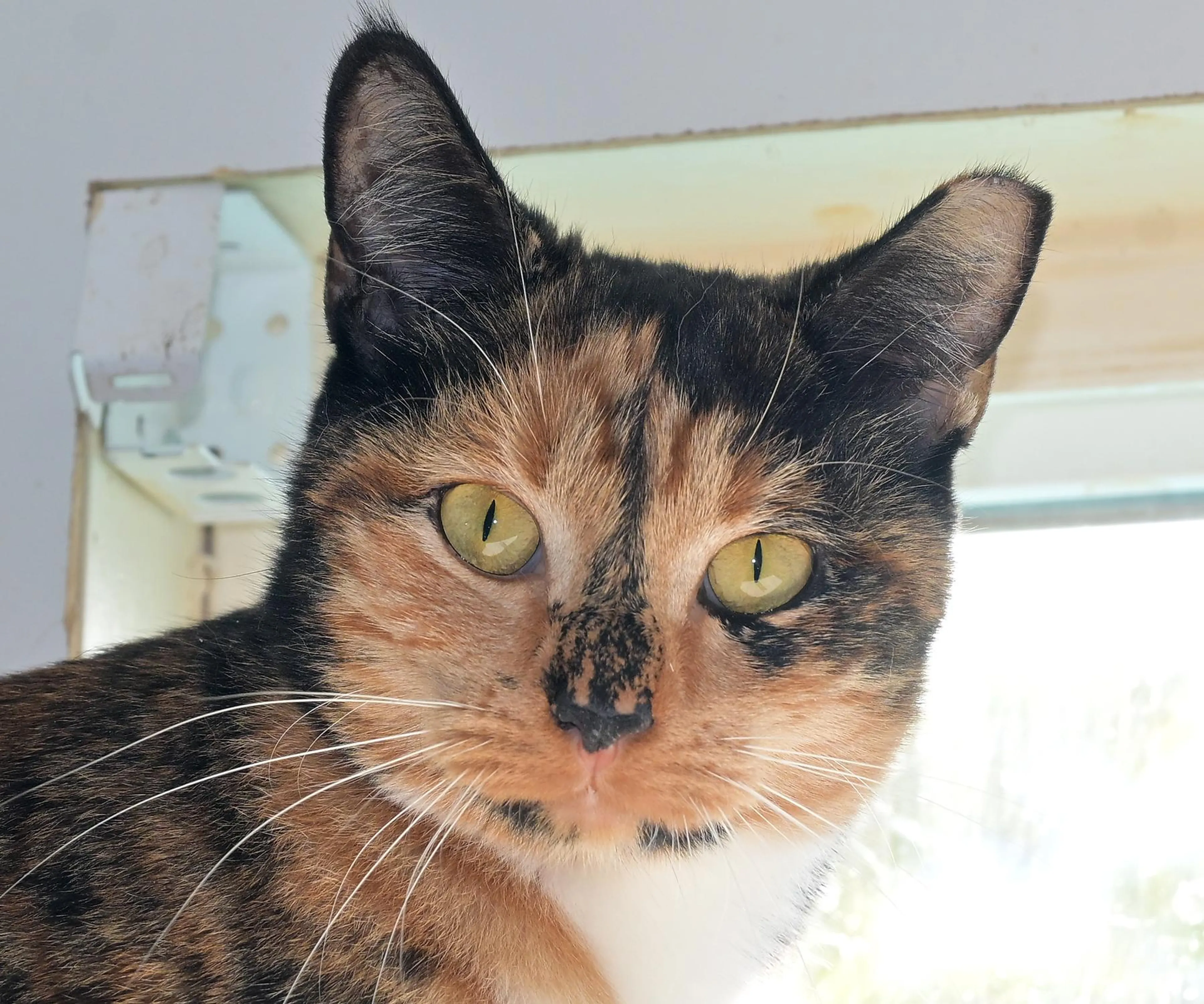 Found pet-2