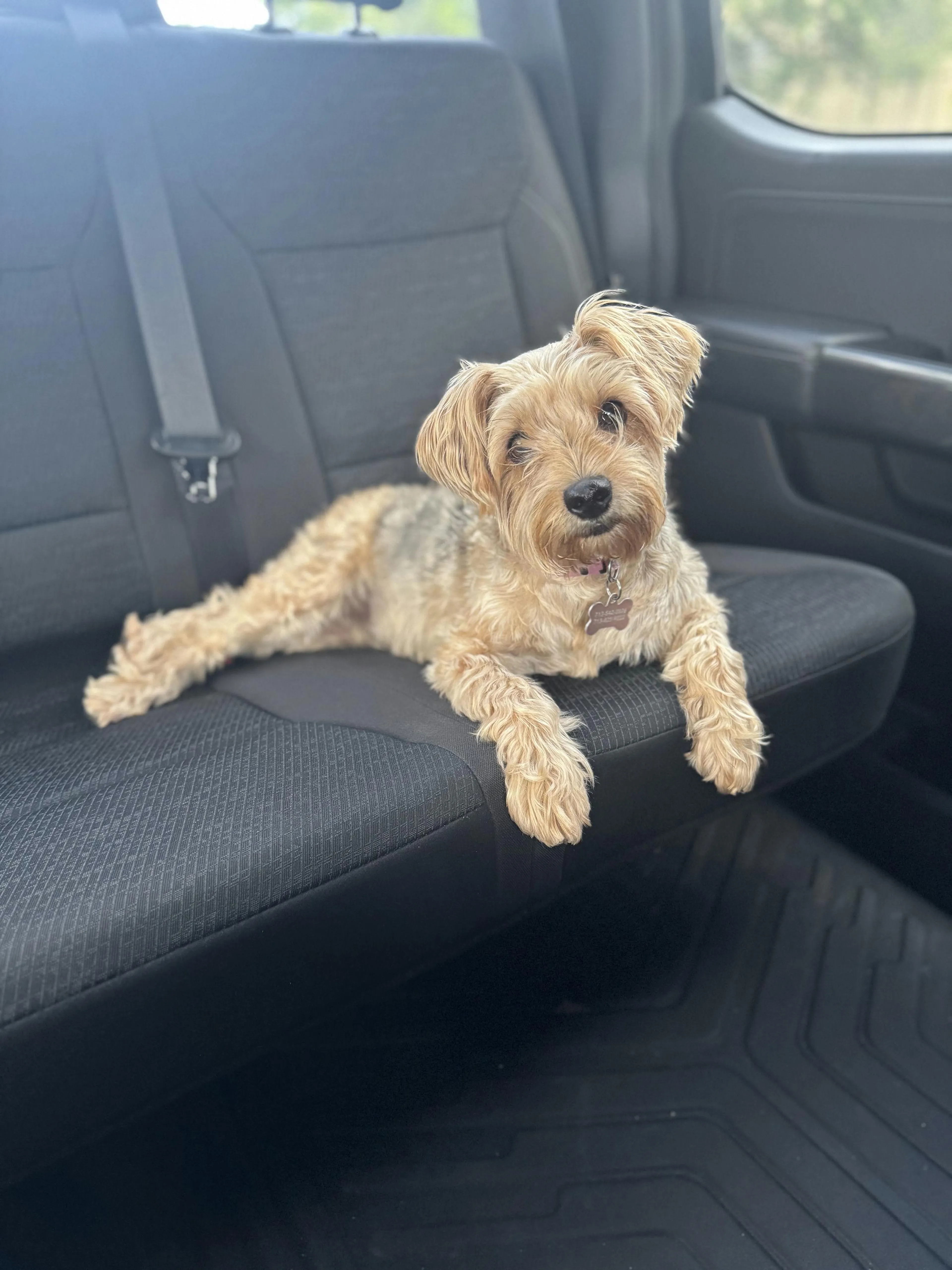 Found pet-3