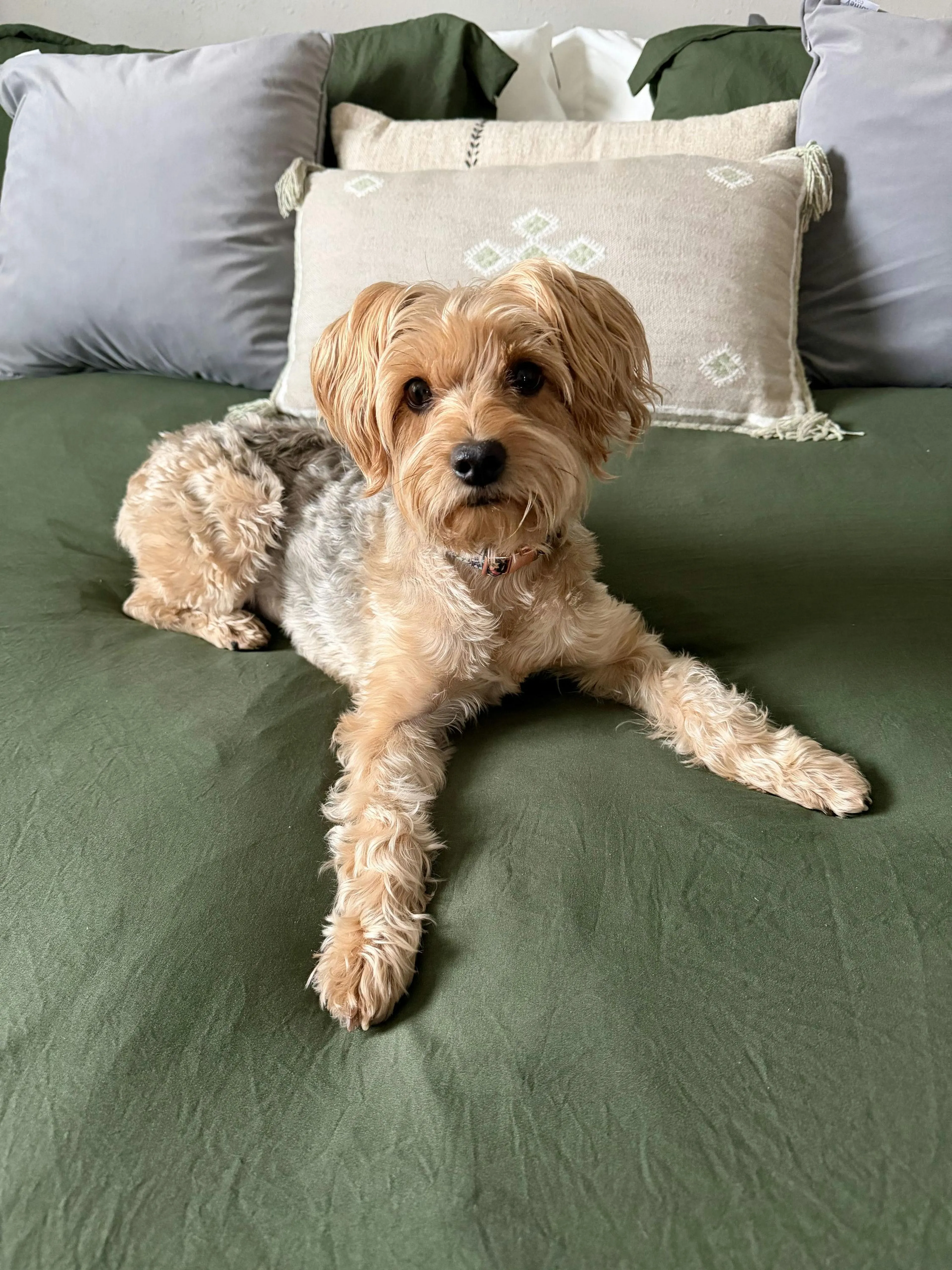 Found pet-4