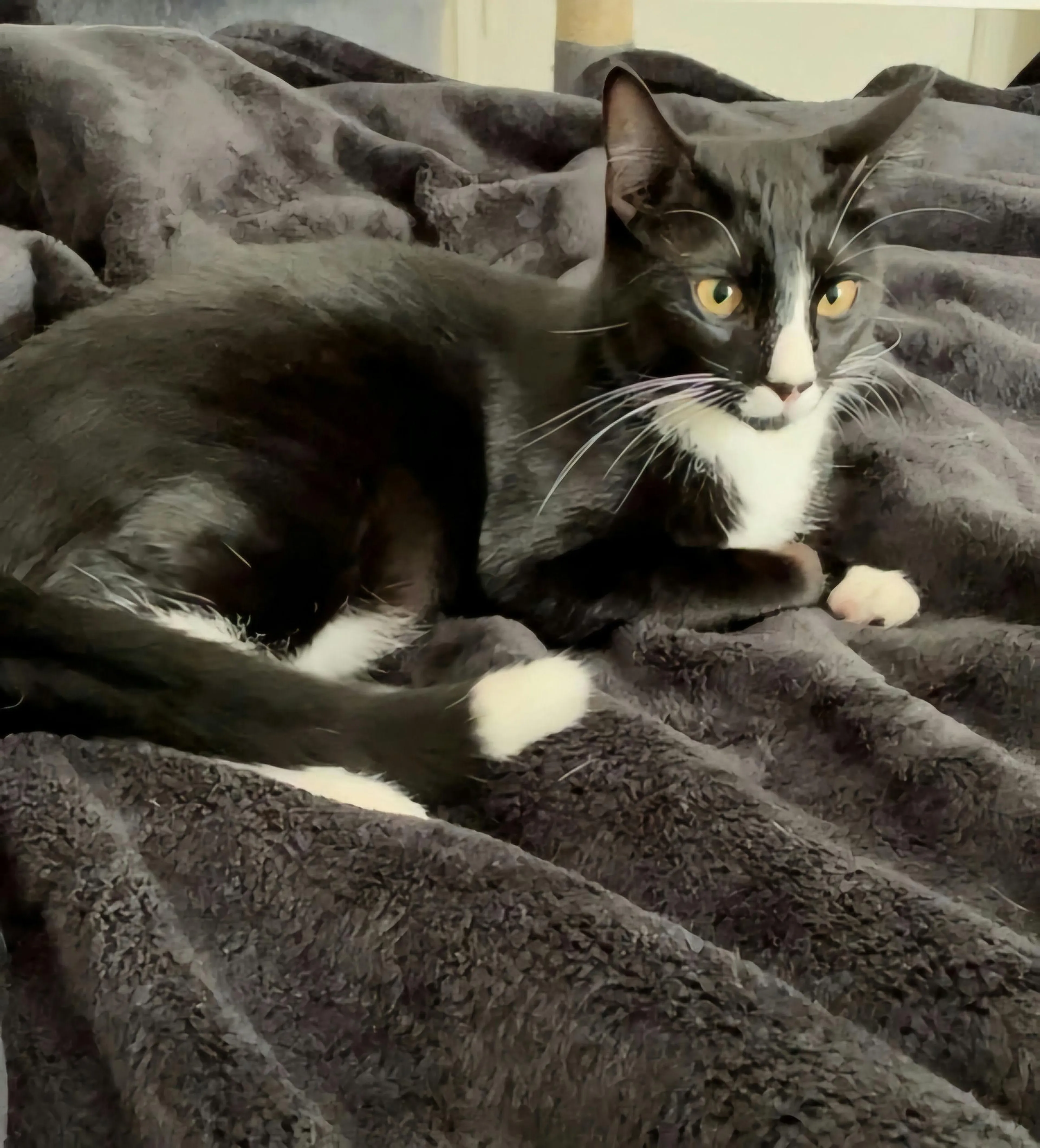 Found pet-3