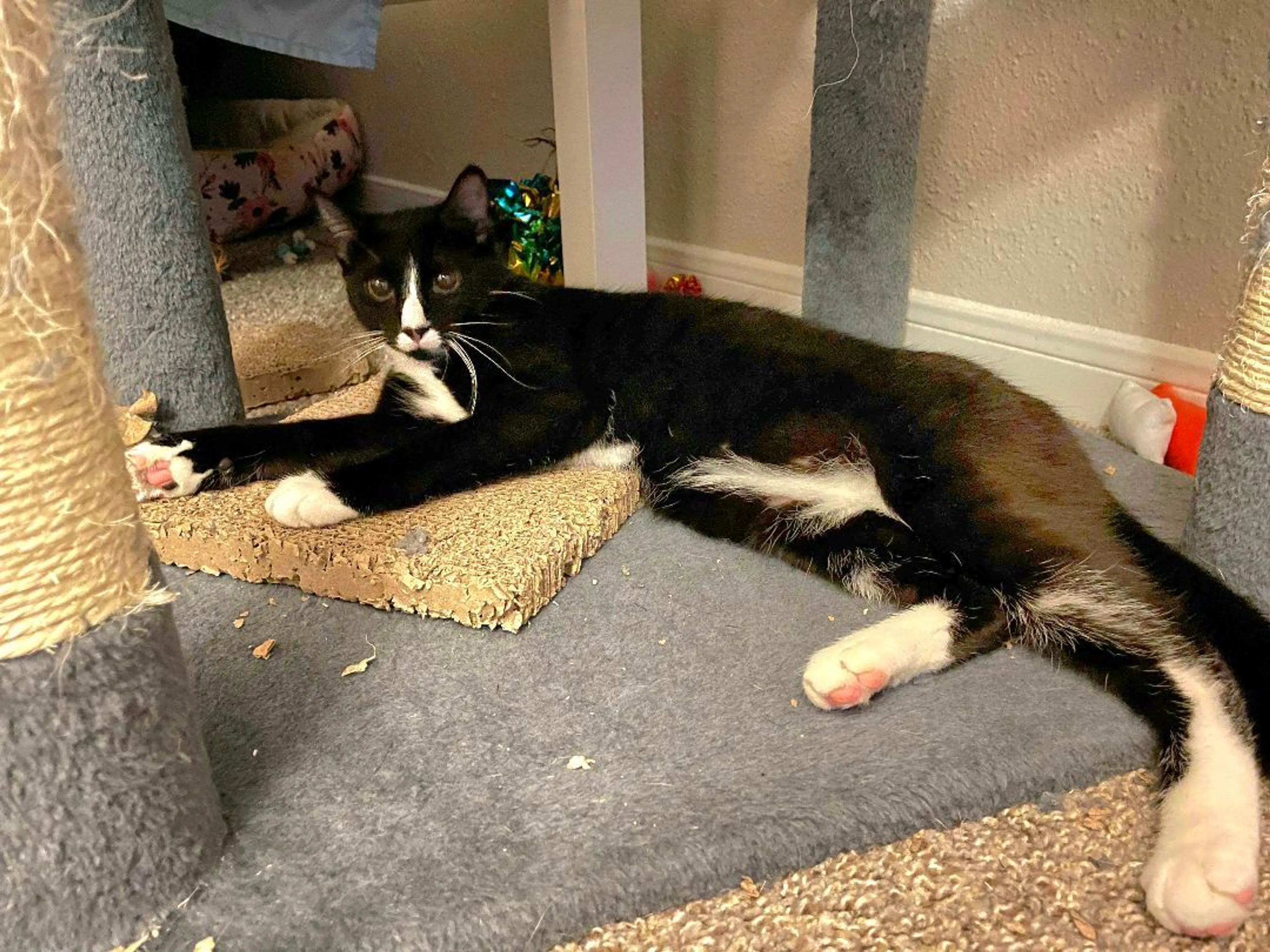 Found pet-5
