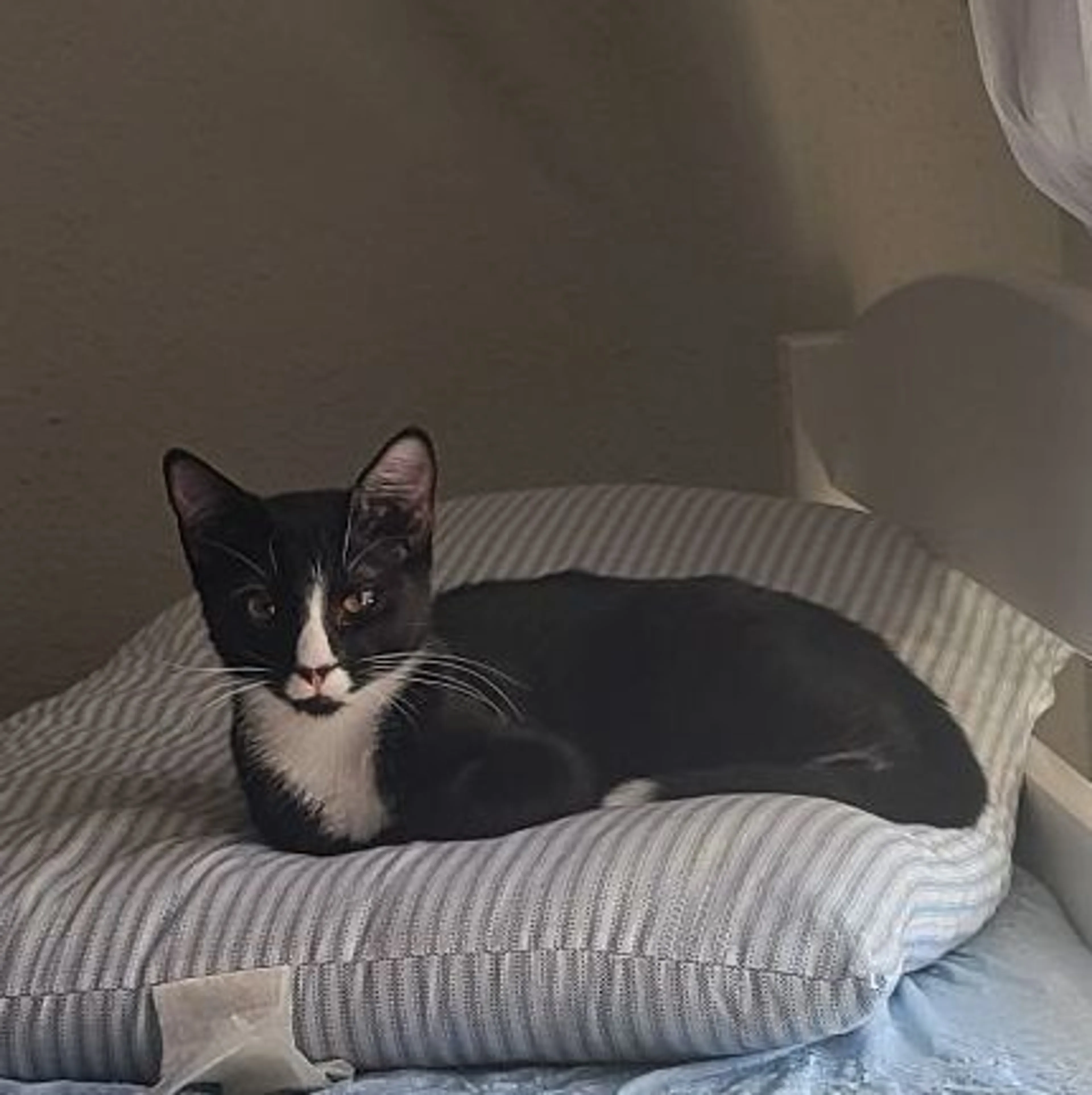 Found pet-1