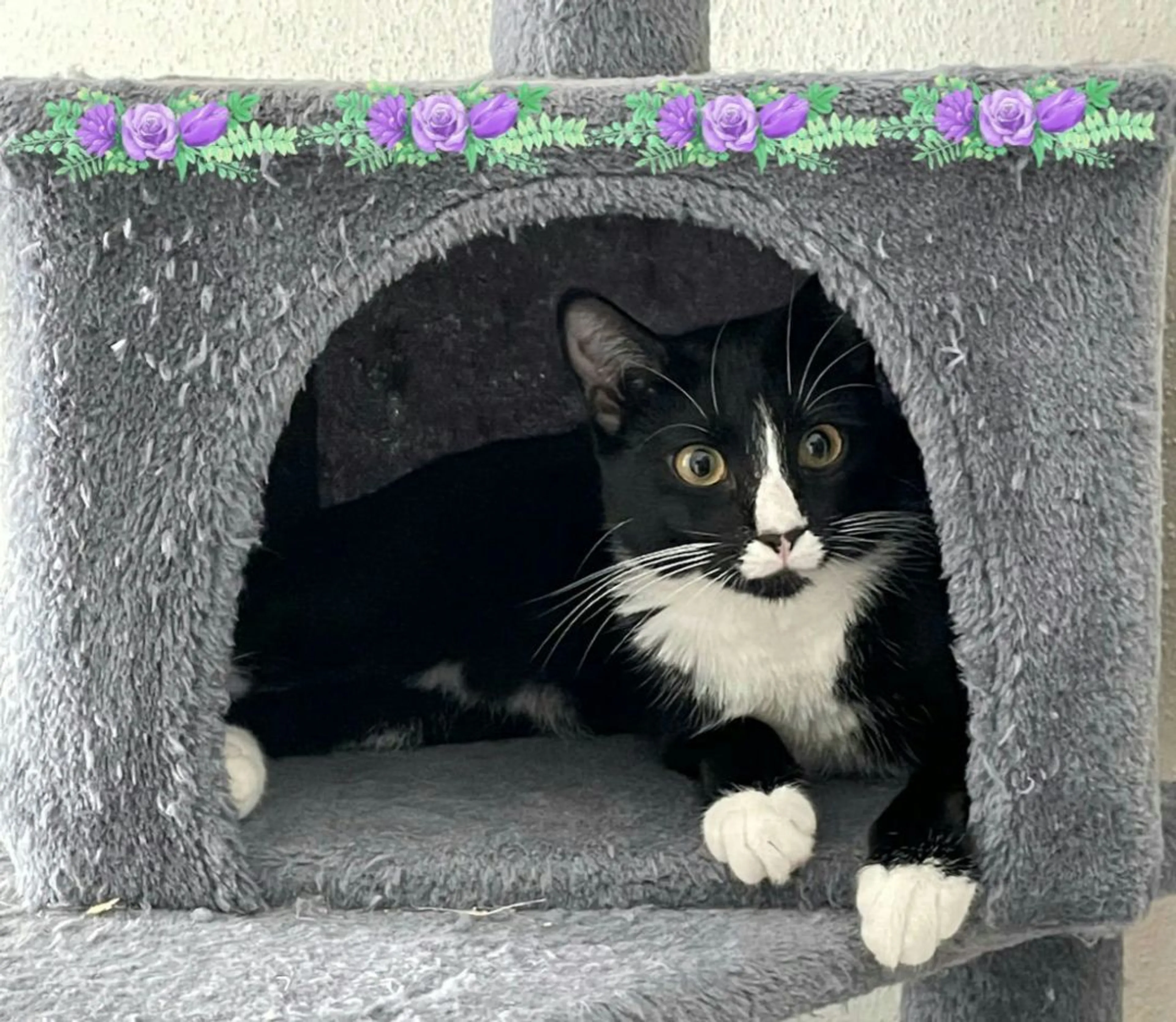 Found pet-4