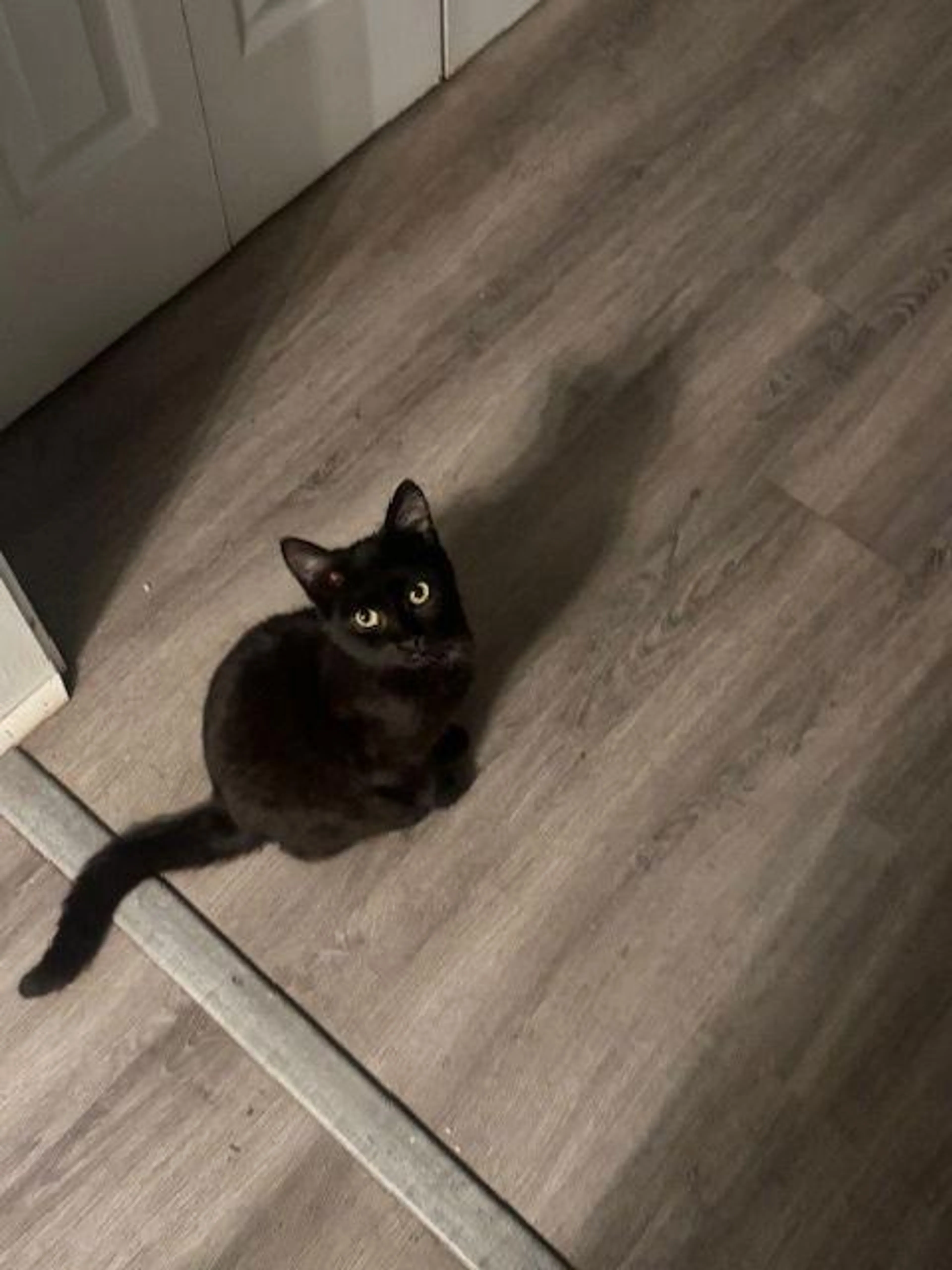 Found pet-1