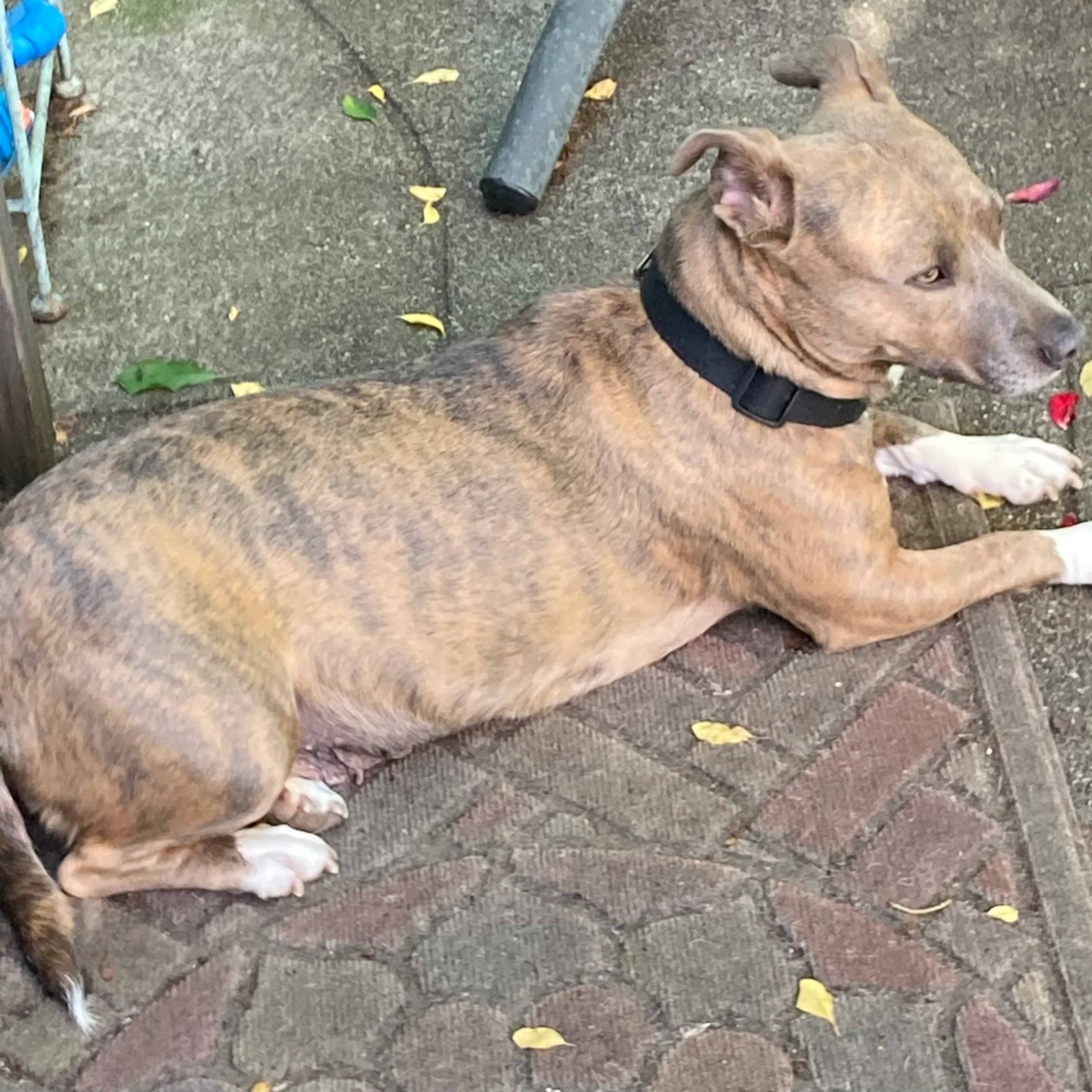 Found pet-4