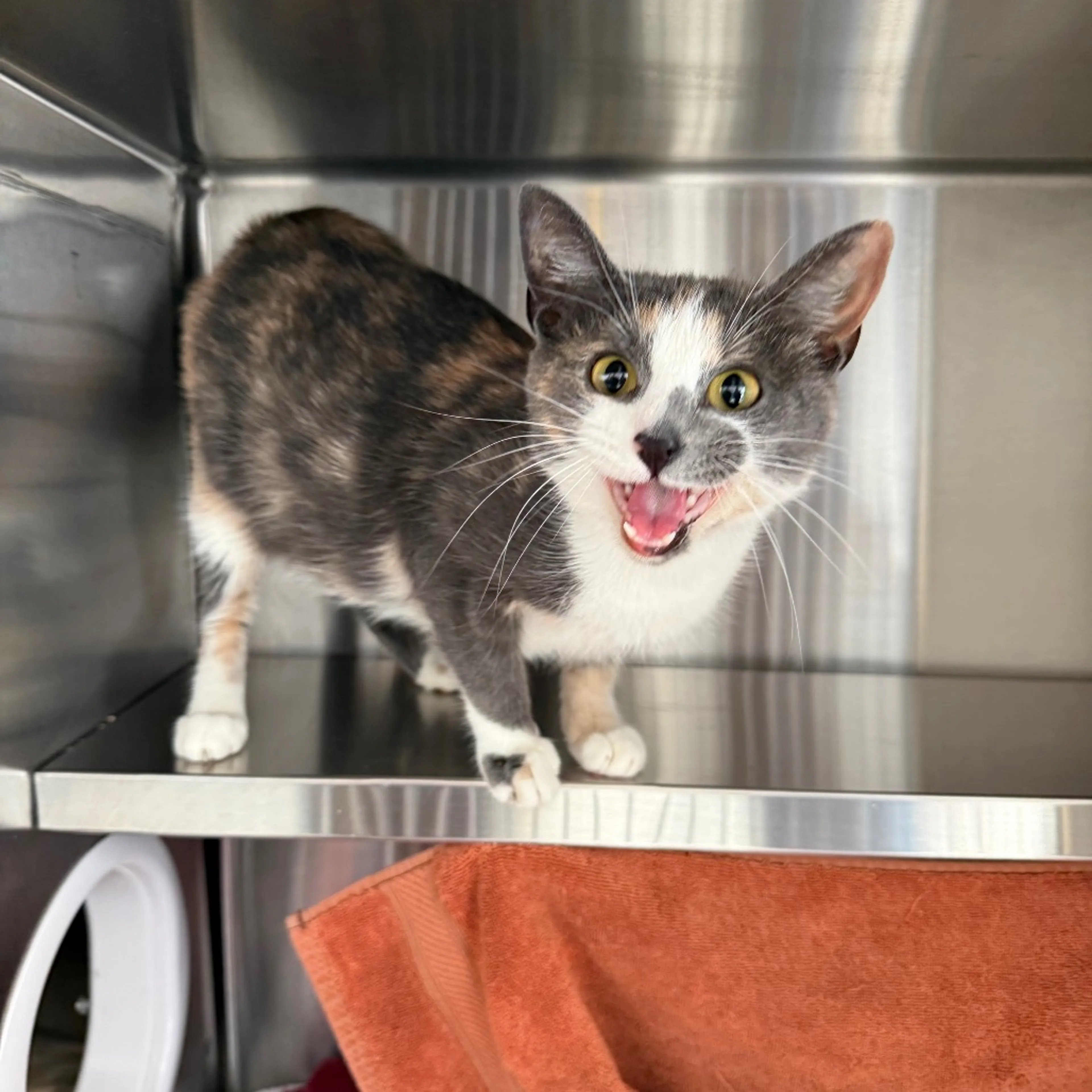 Found pet-3