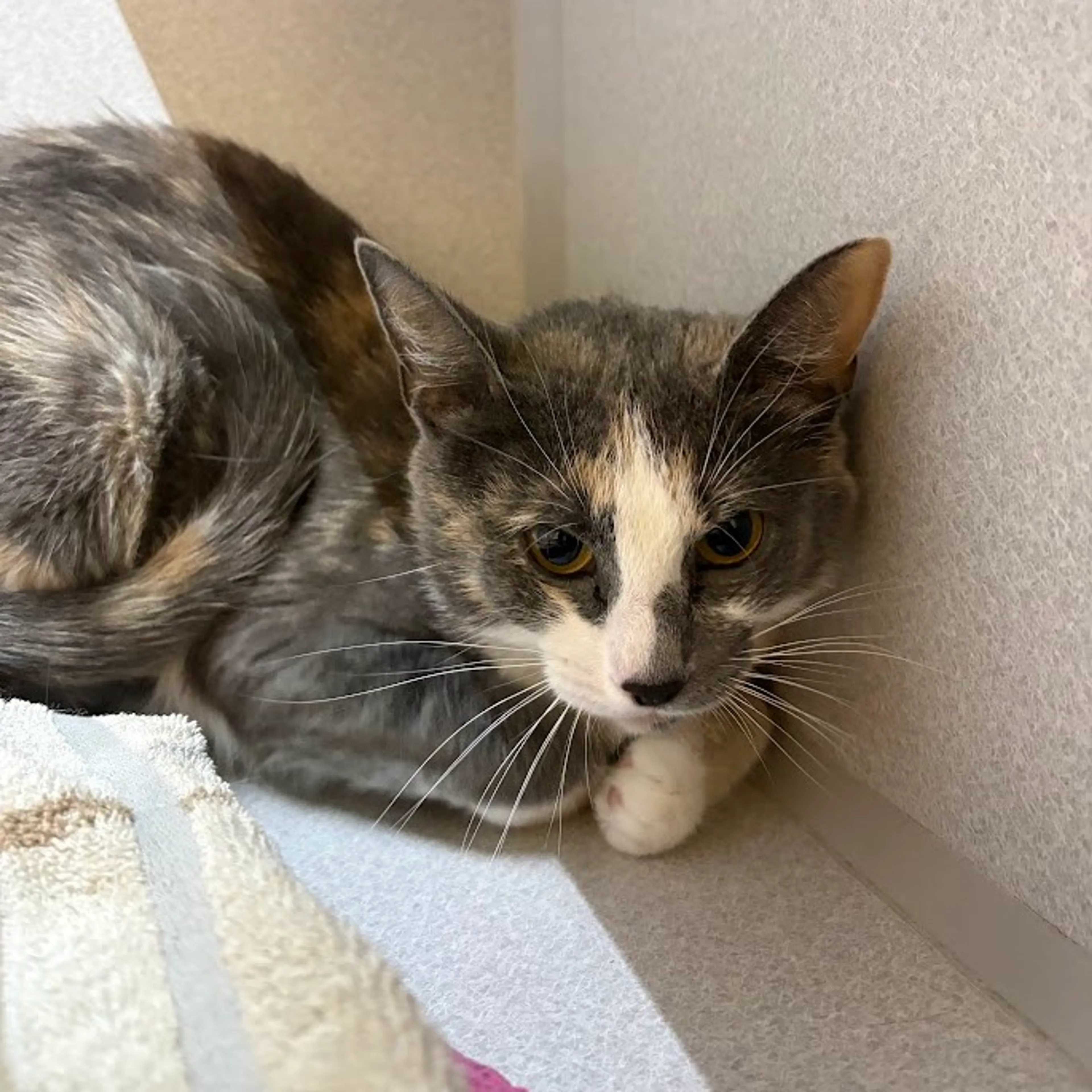 Found pet-6