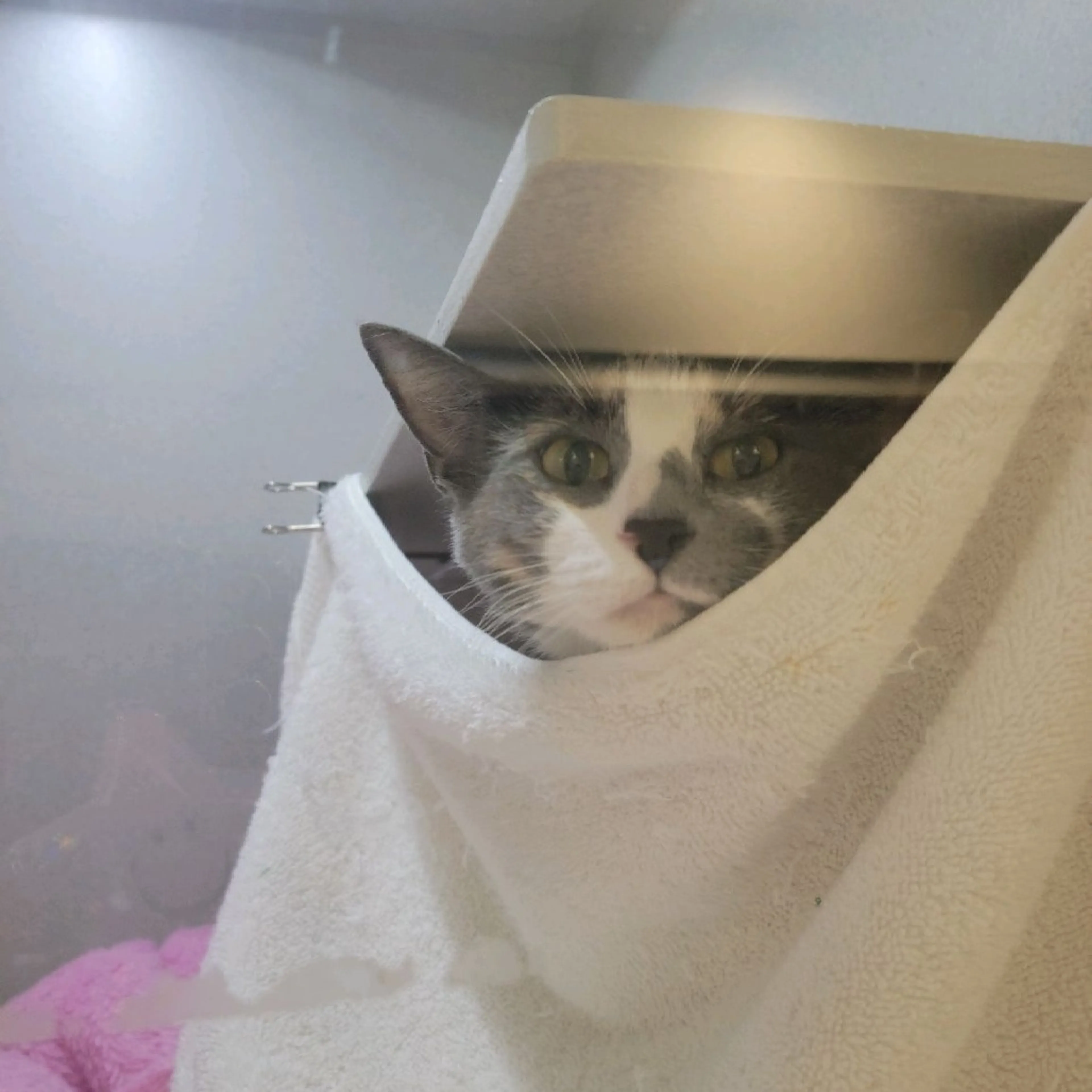 Found pet-7