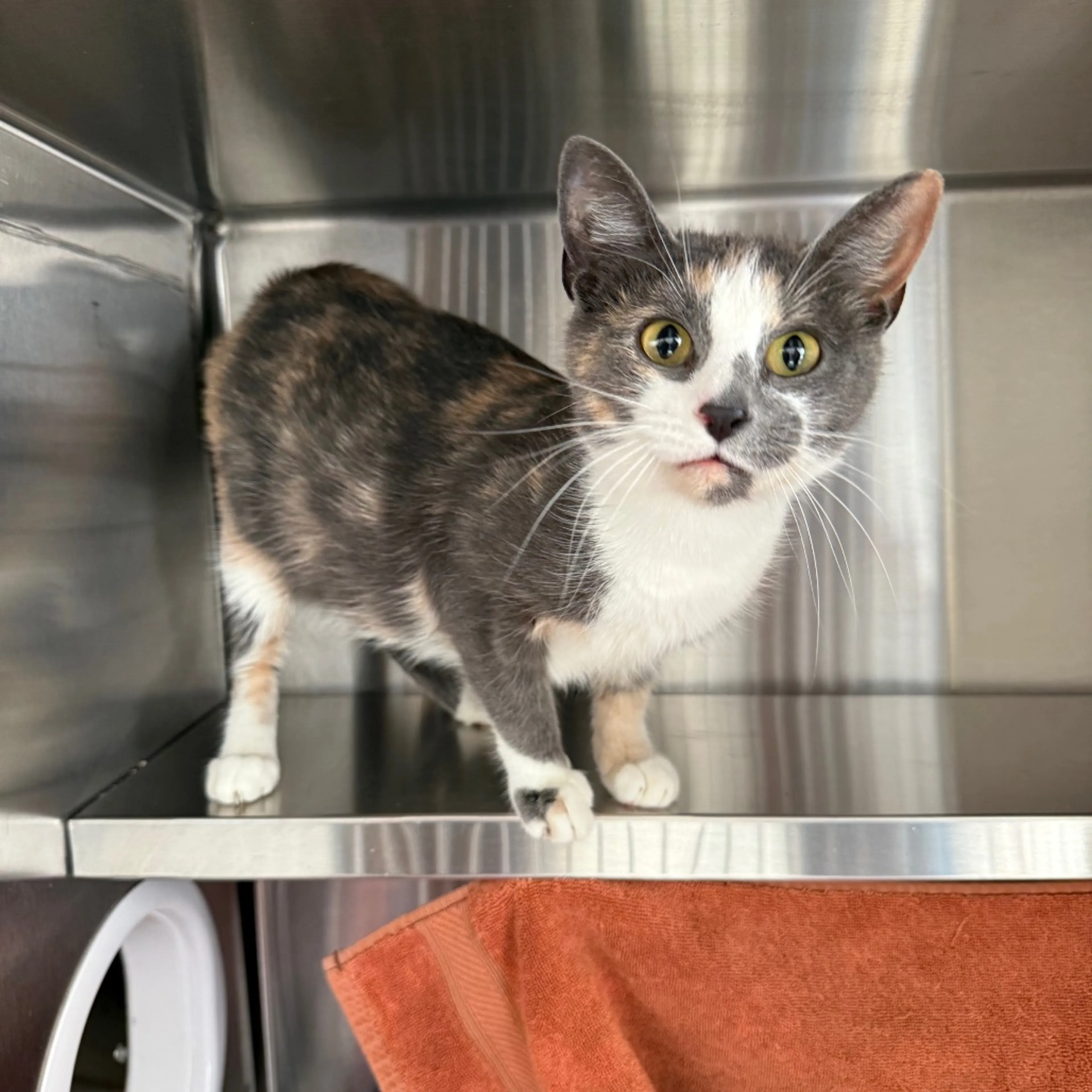 Found pet-2