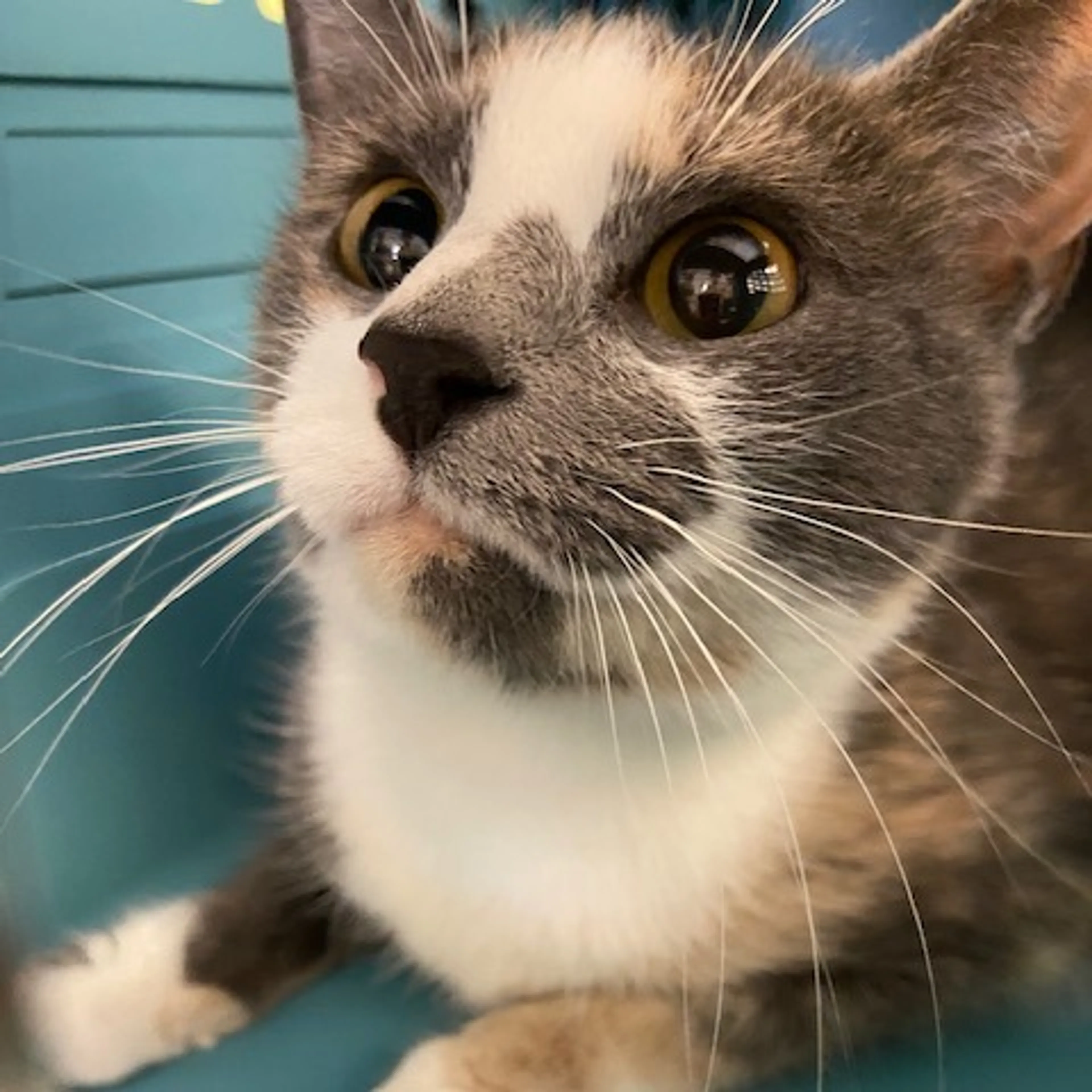 Found pet-1