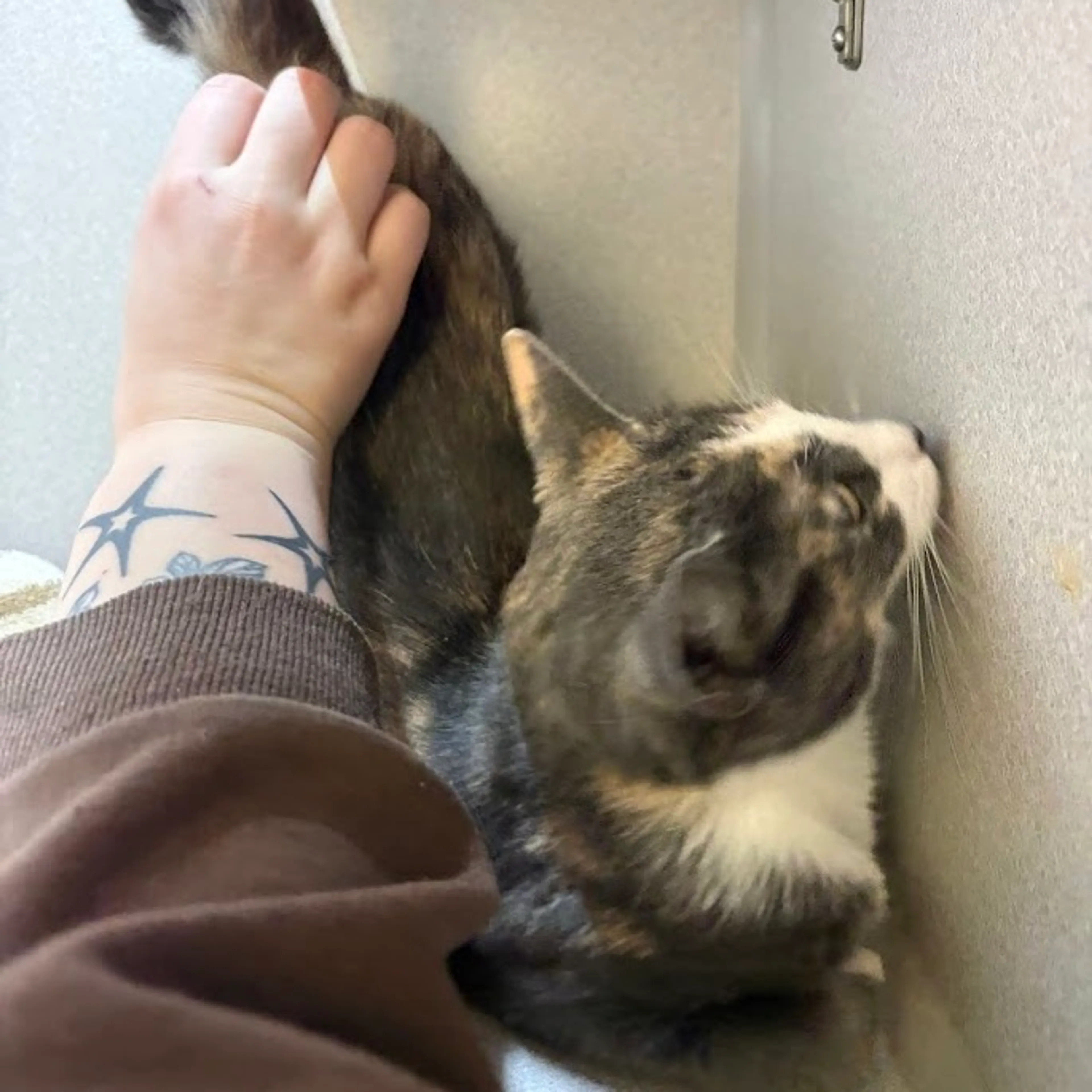 Found pet-5