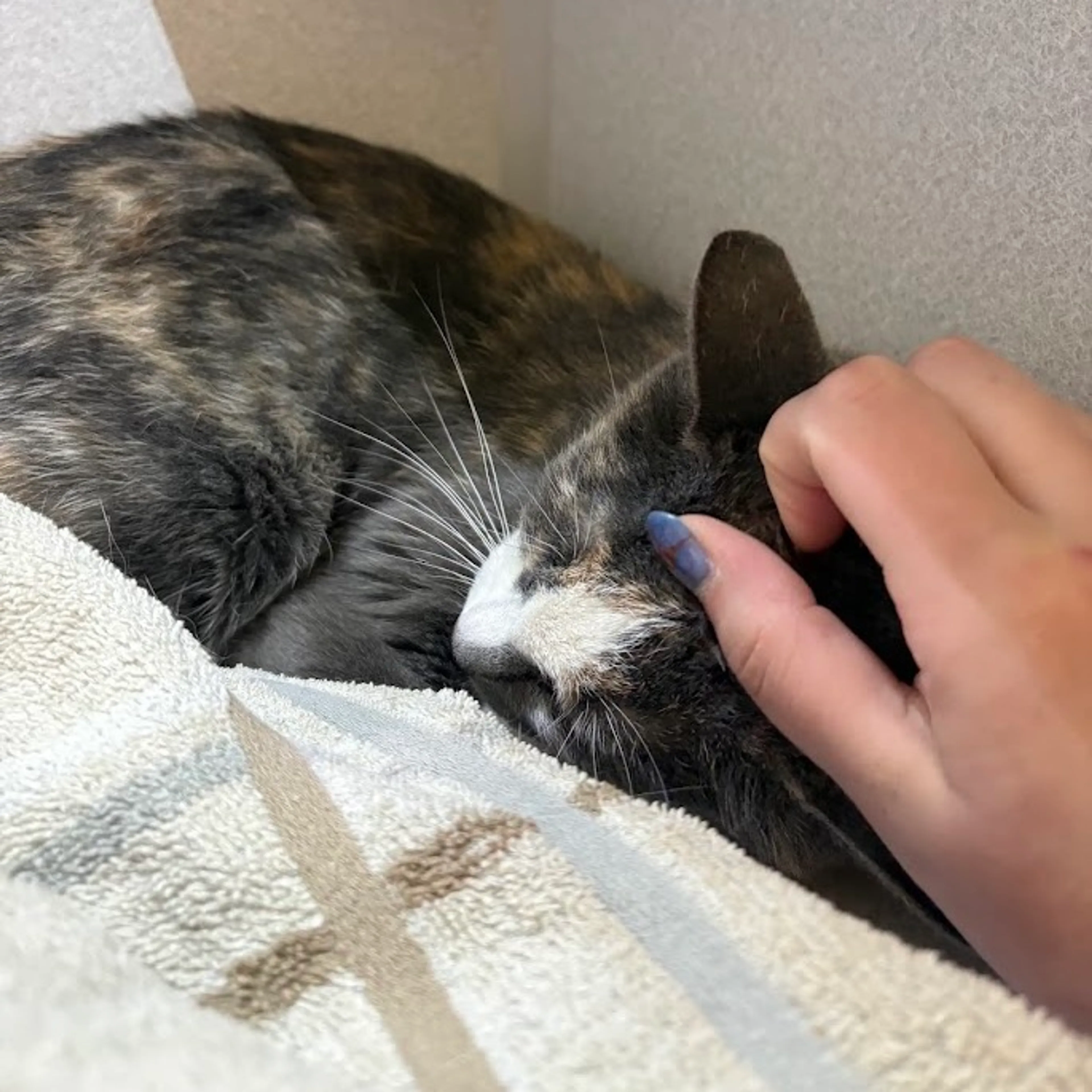 Found pet-4