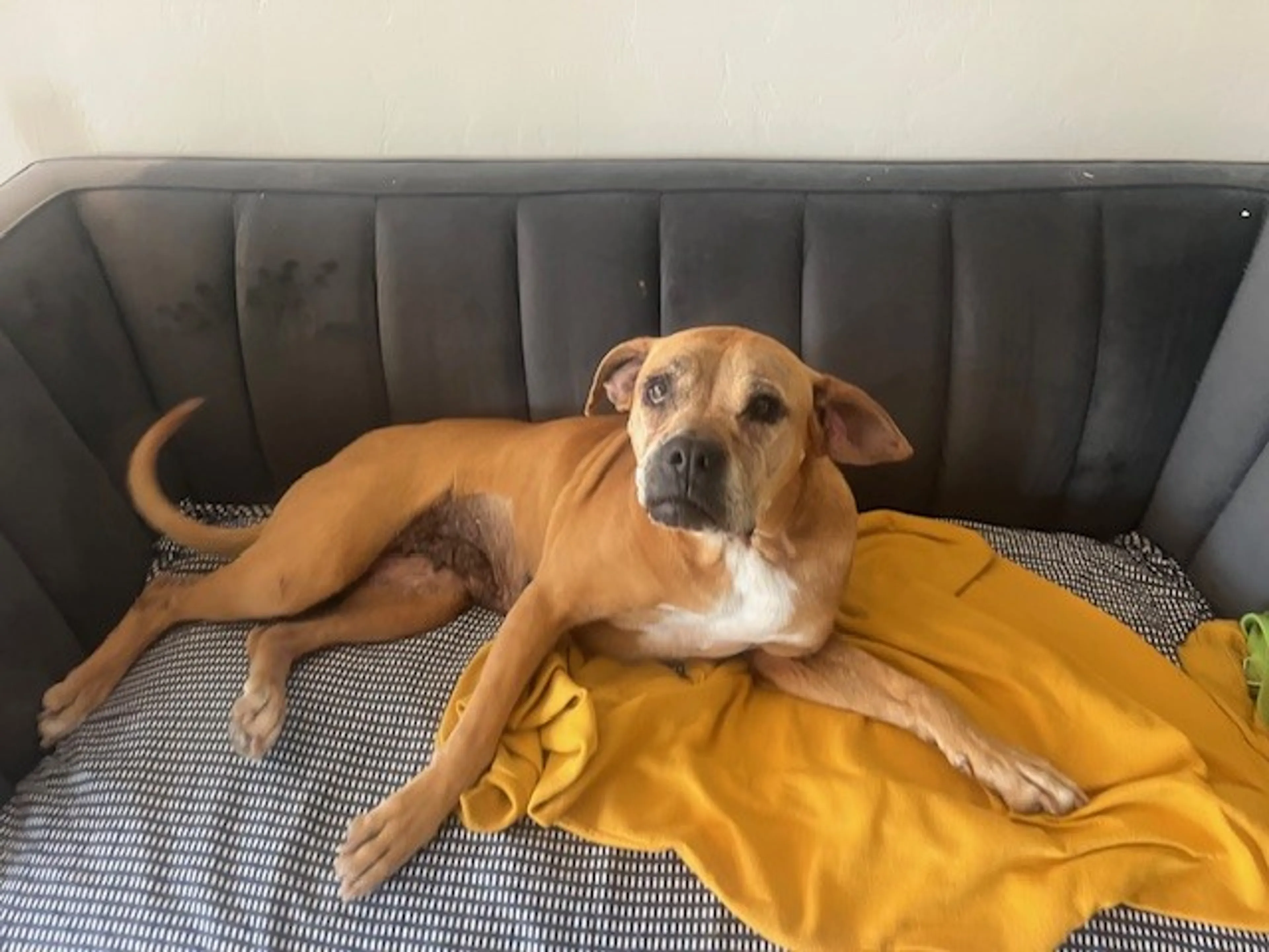 Found pet