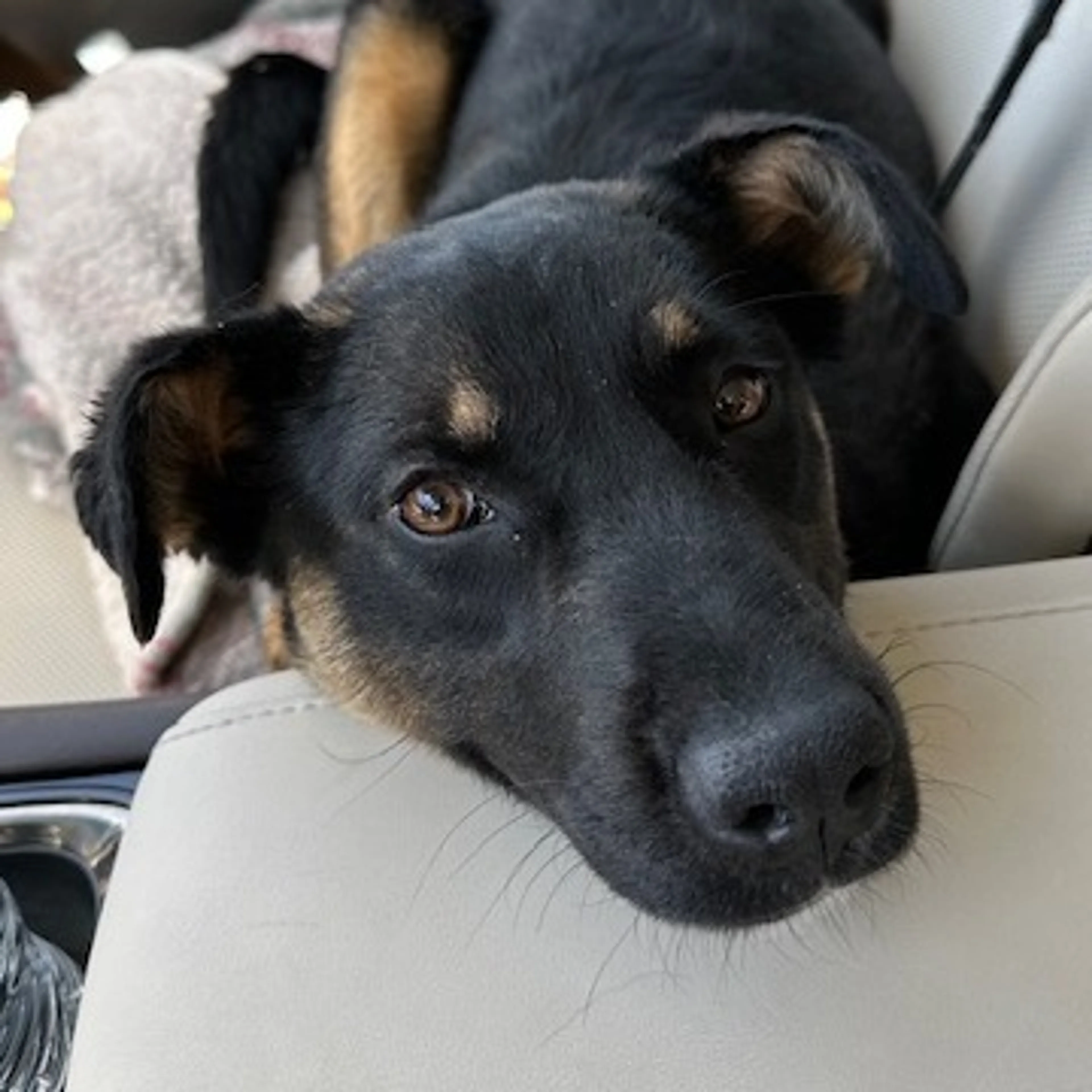 Found pet-1