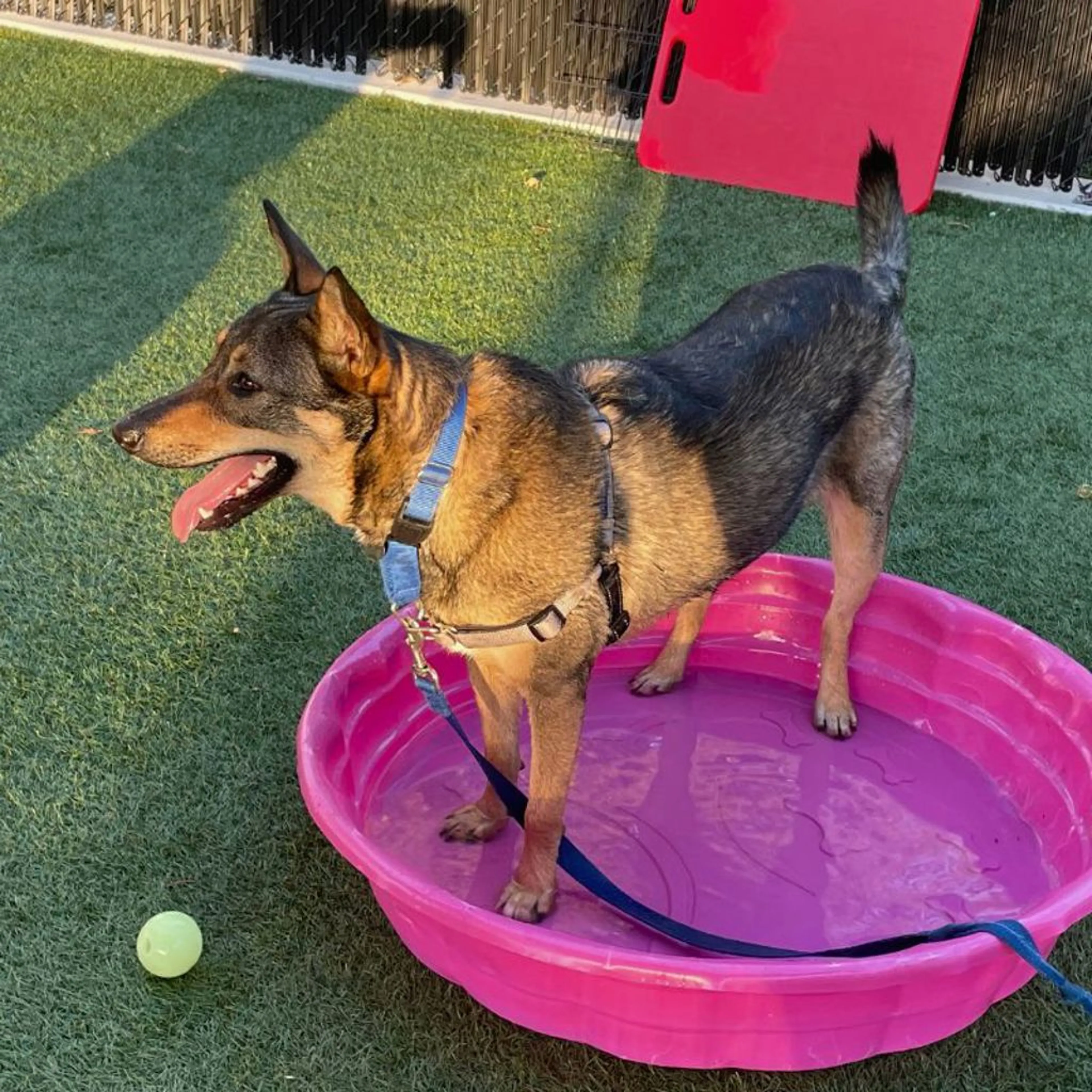 Found pet-4