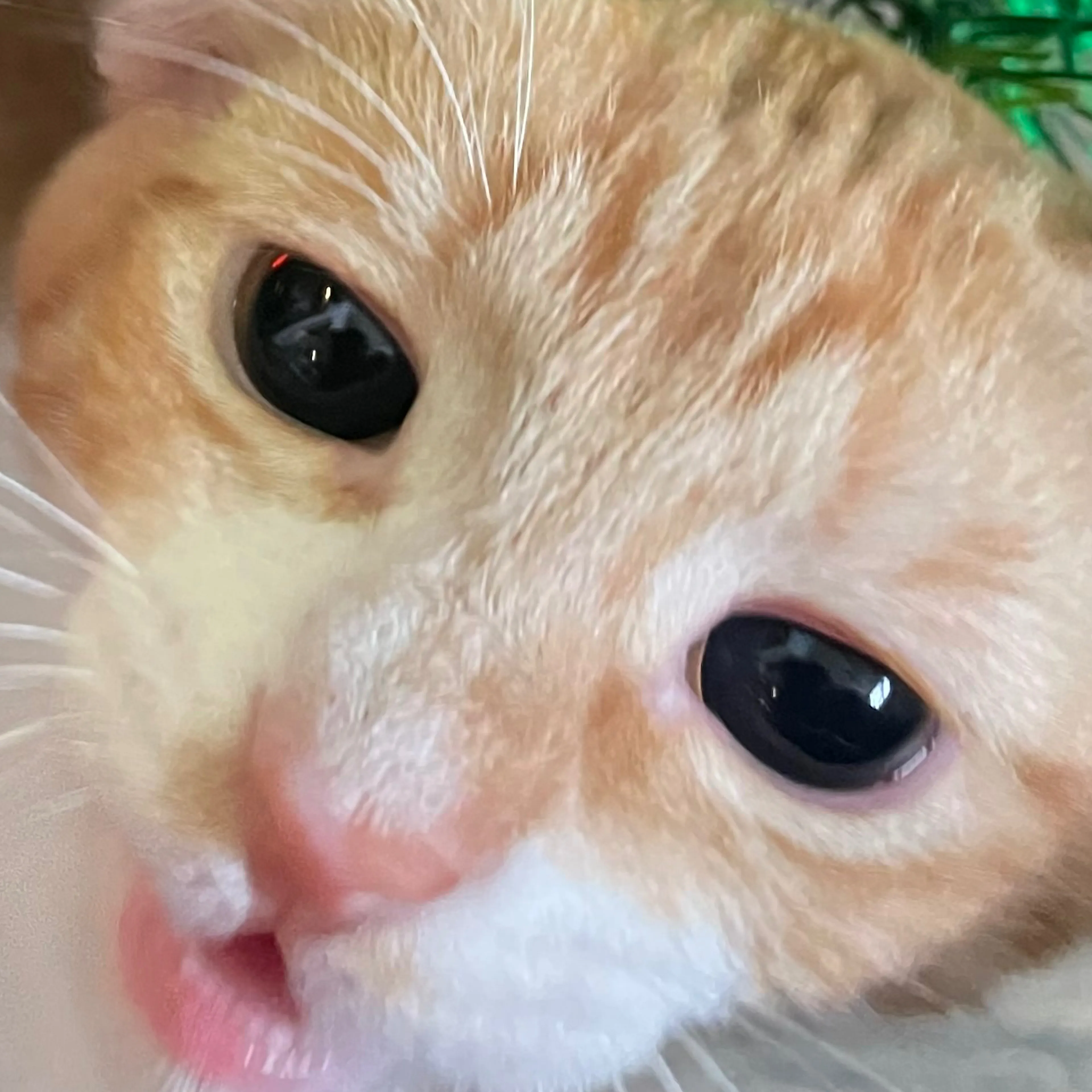 Lost pet-2