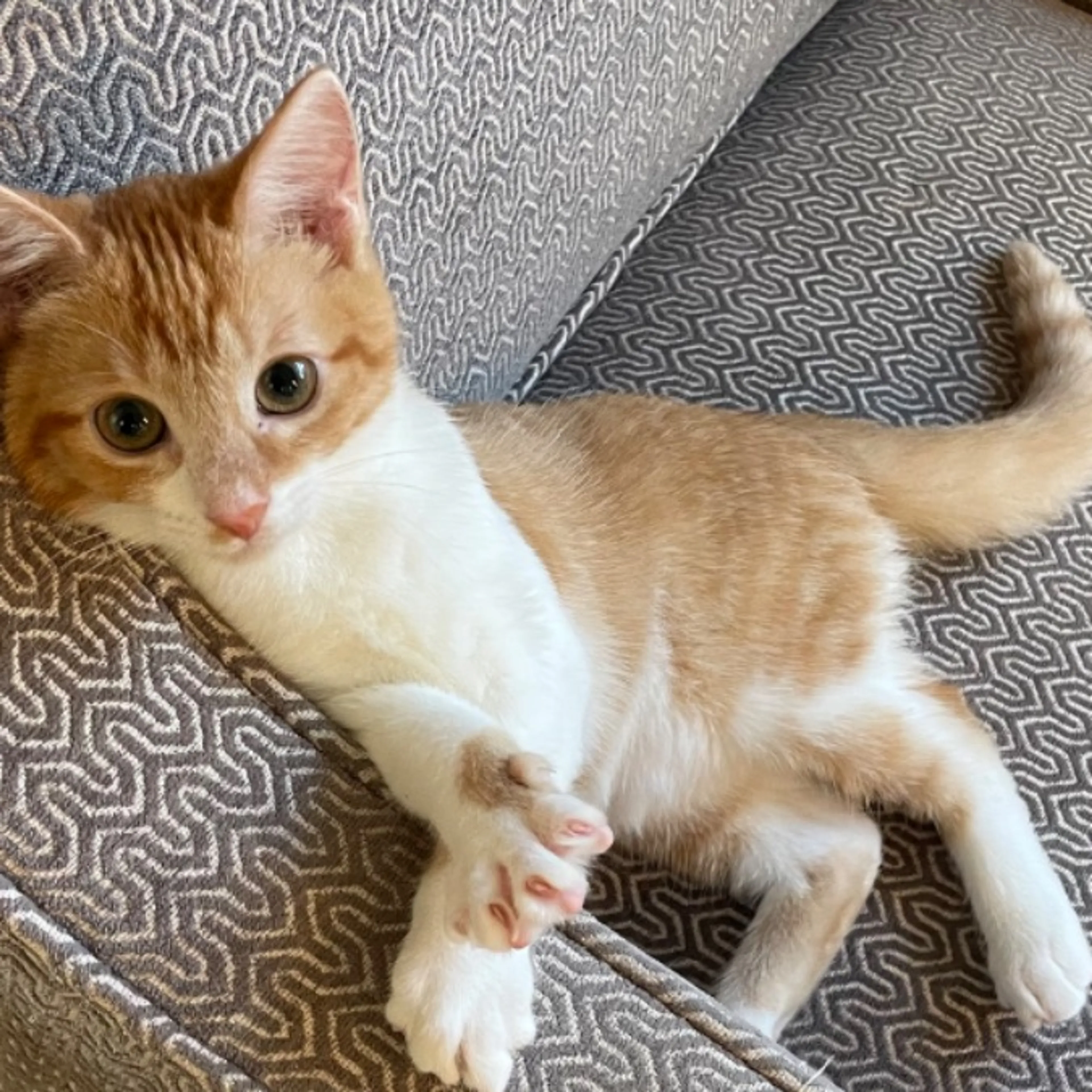 Lost pet-0