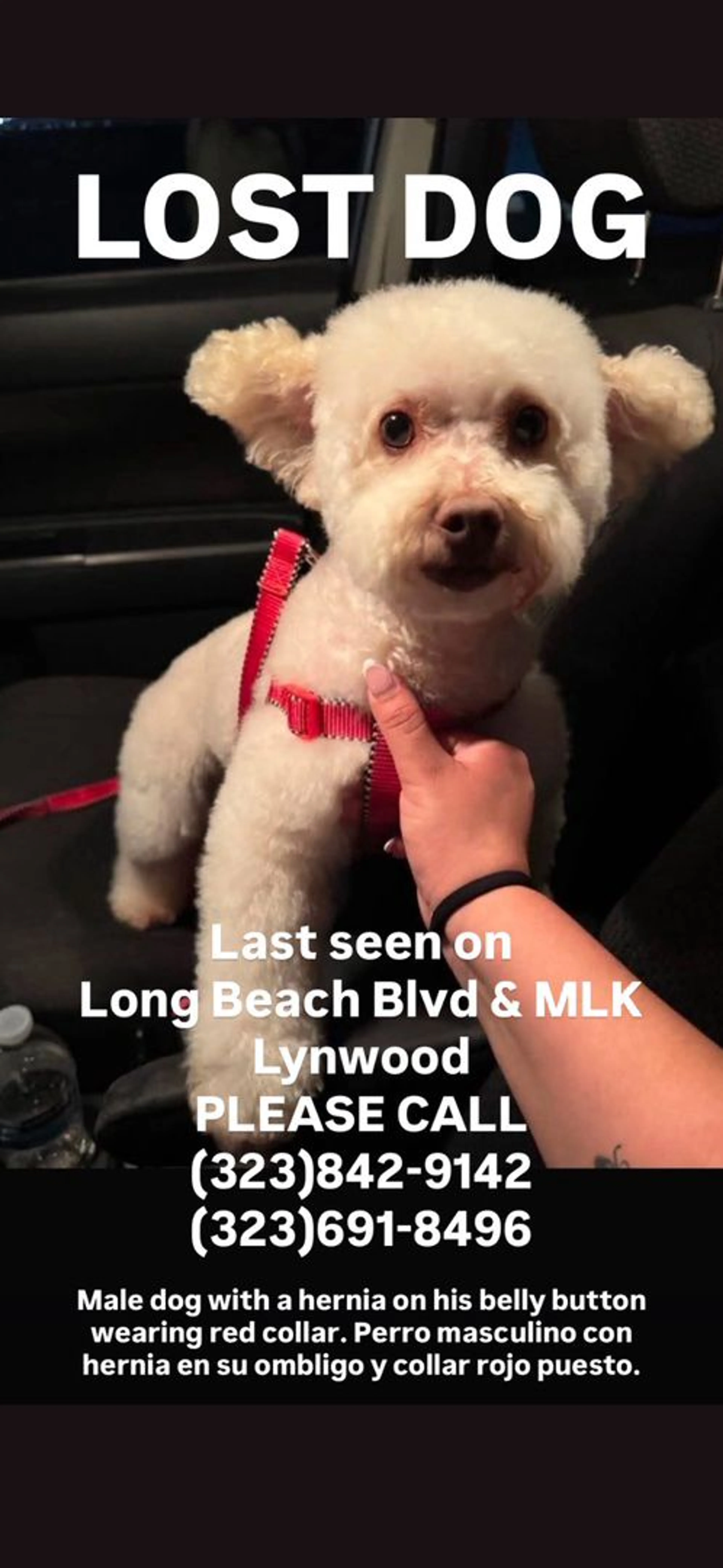 Lost pet