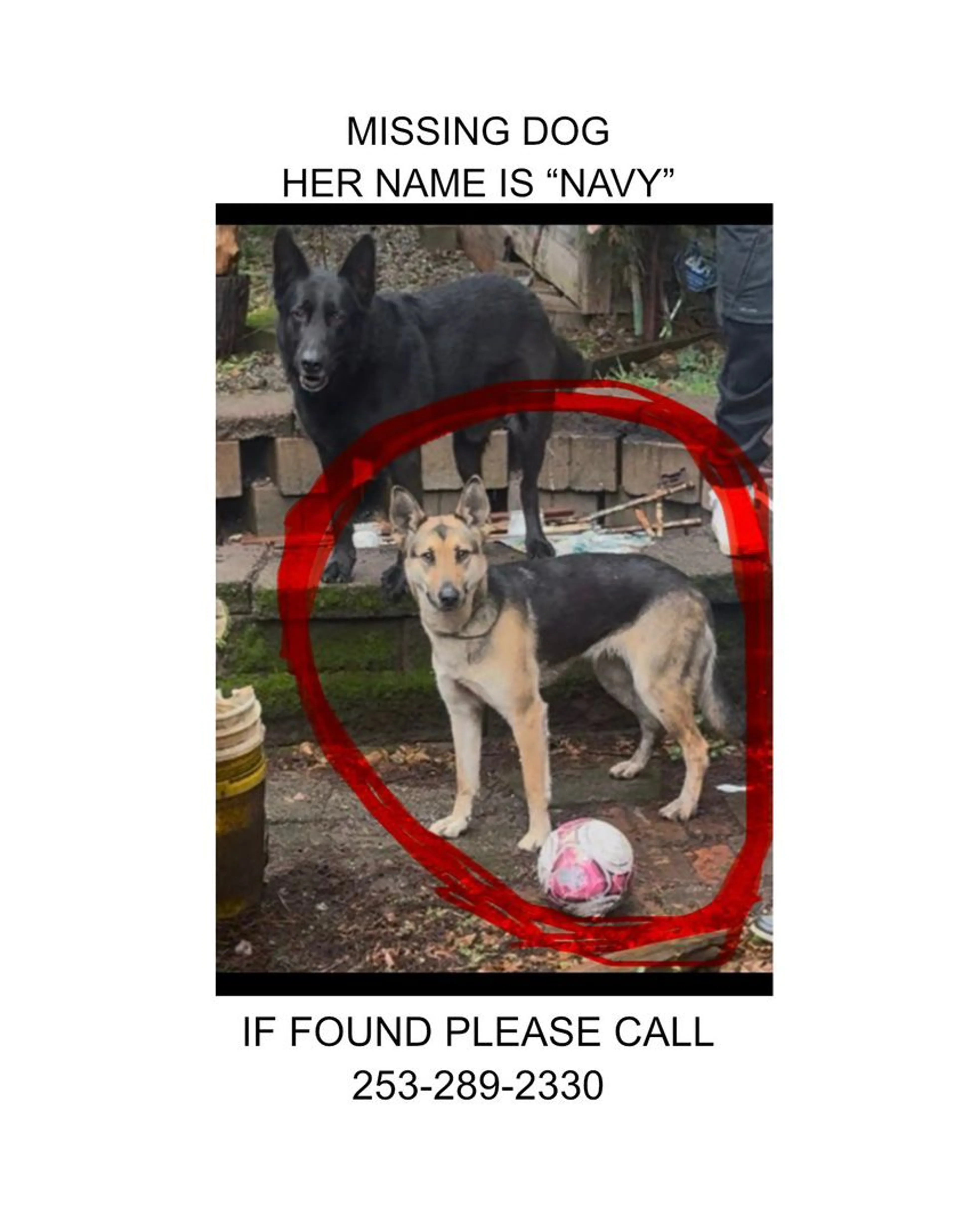 Lost pet