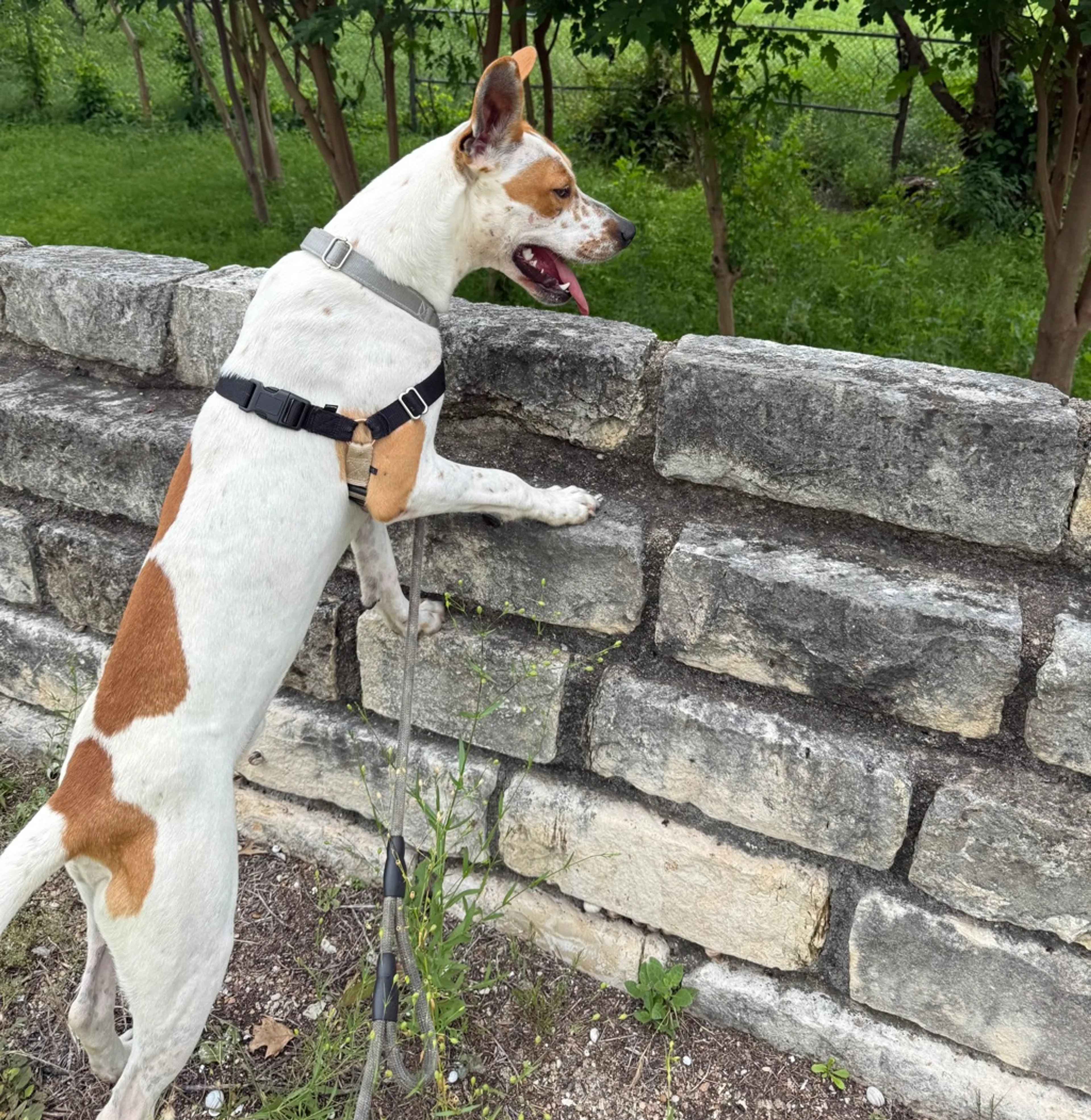 Found pet-6