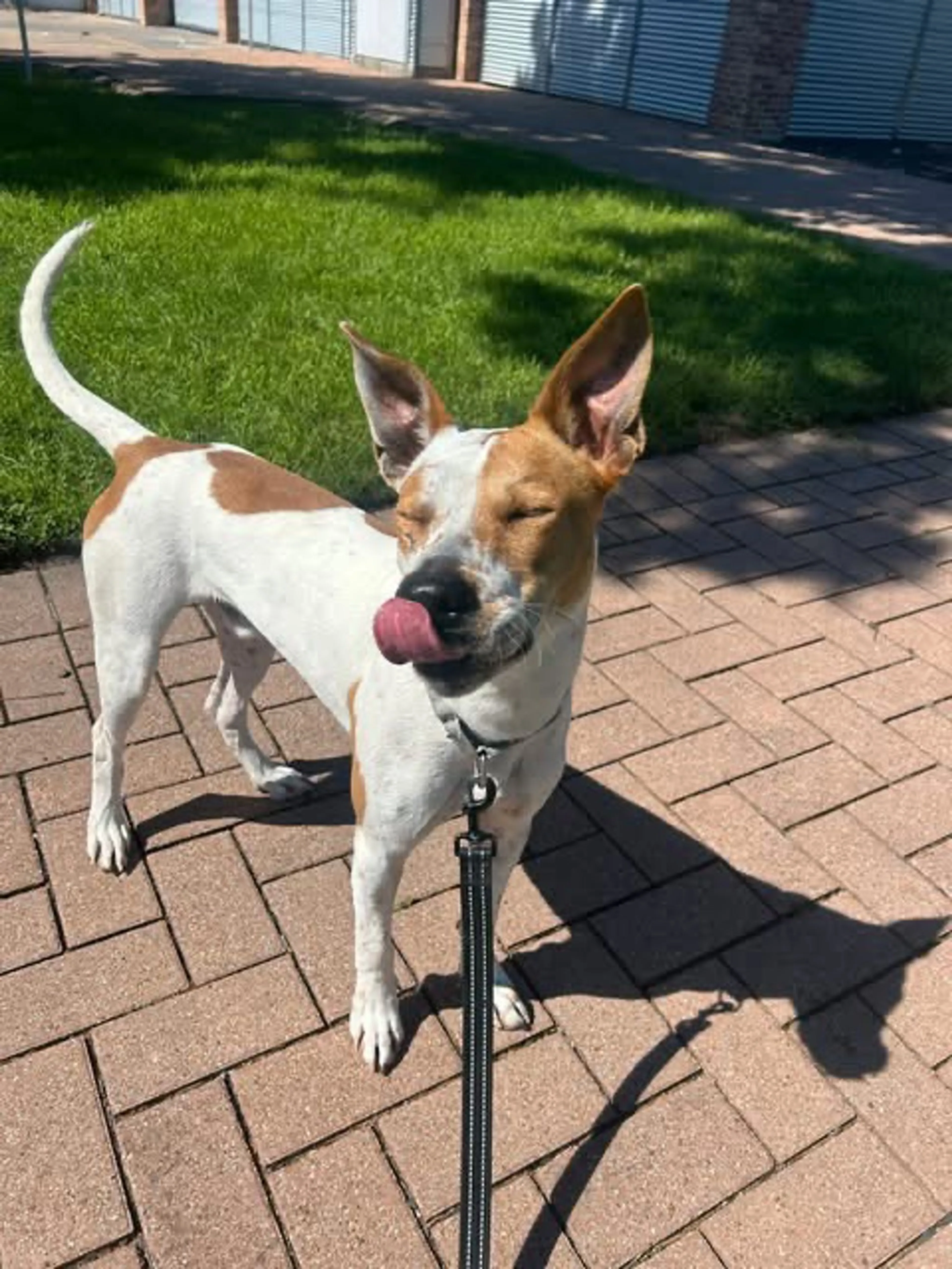 Found pet-1