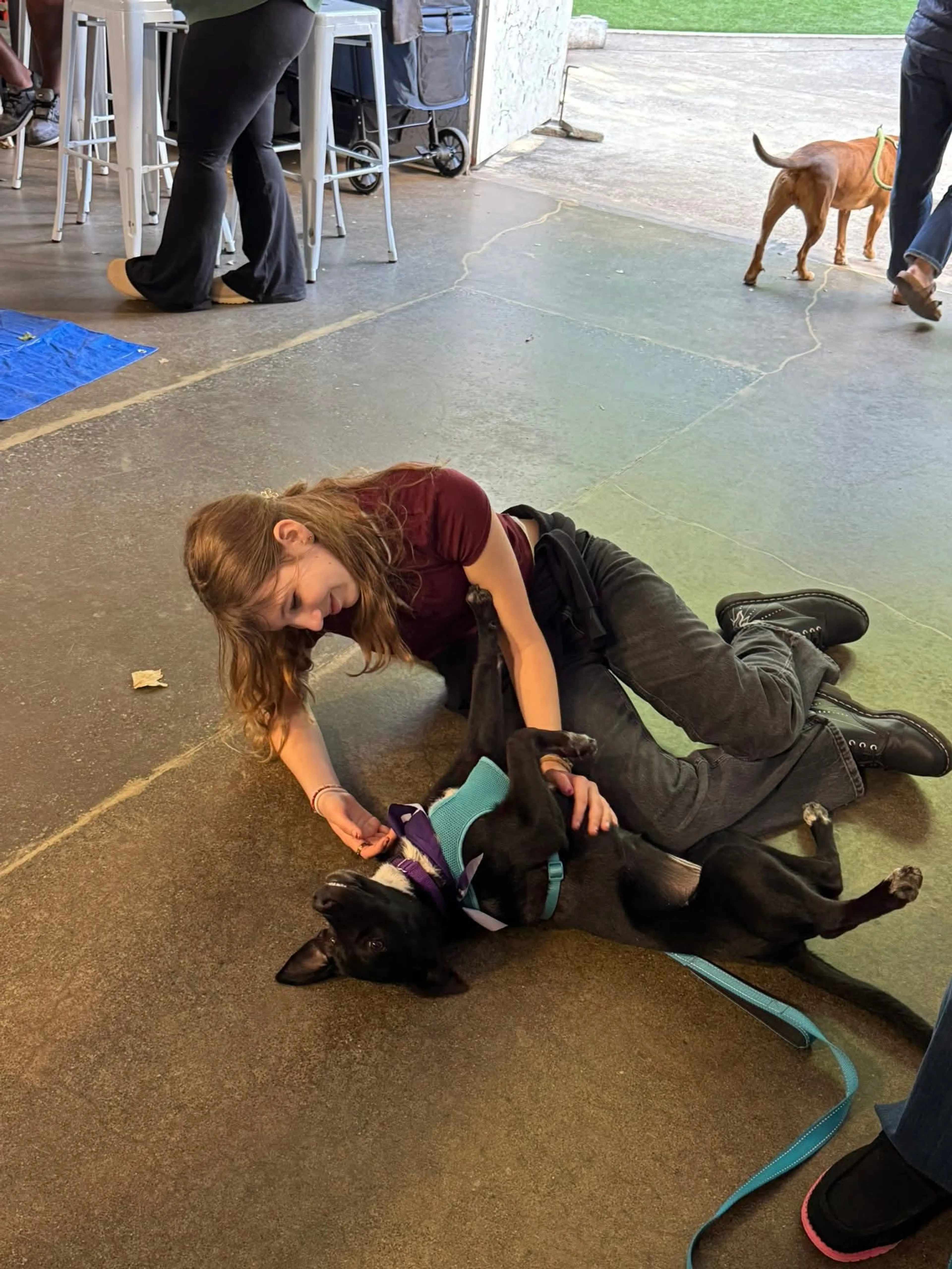 Found pet-1