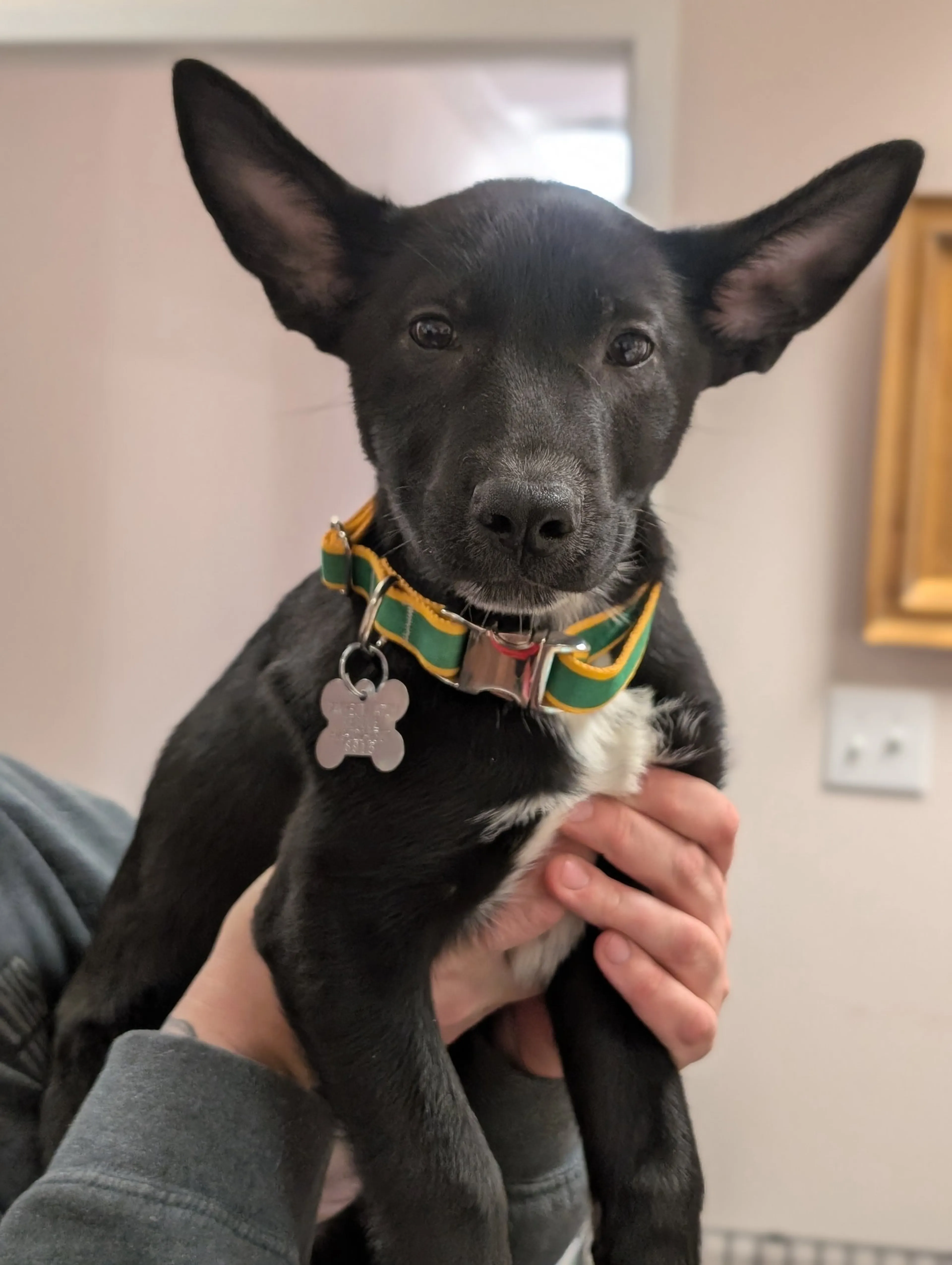 Found pet-4