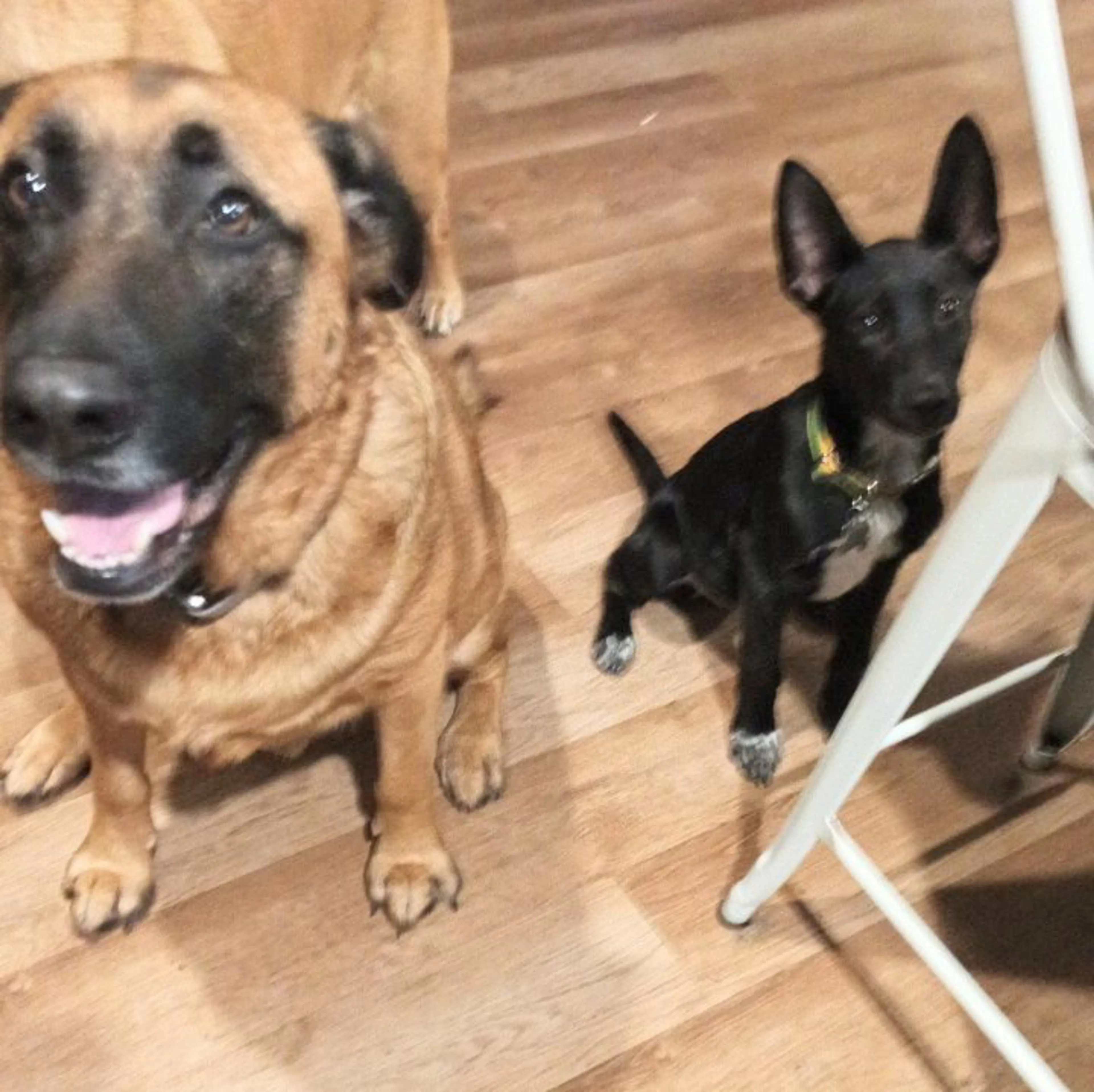 Found pet-3