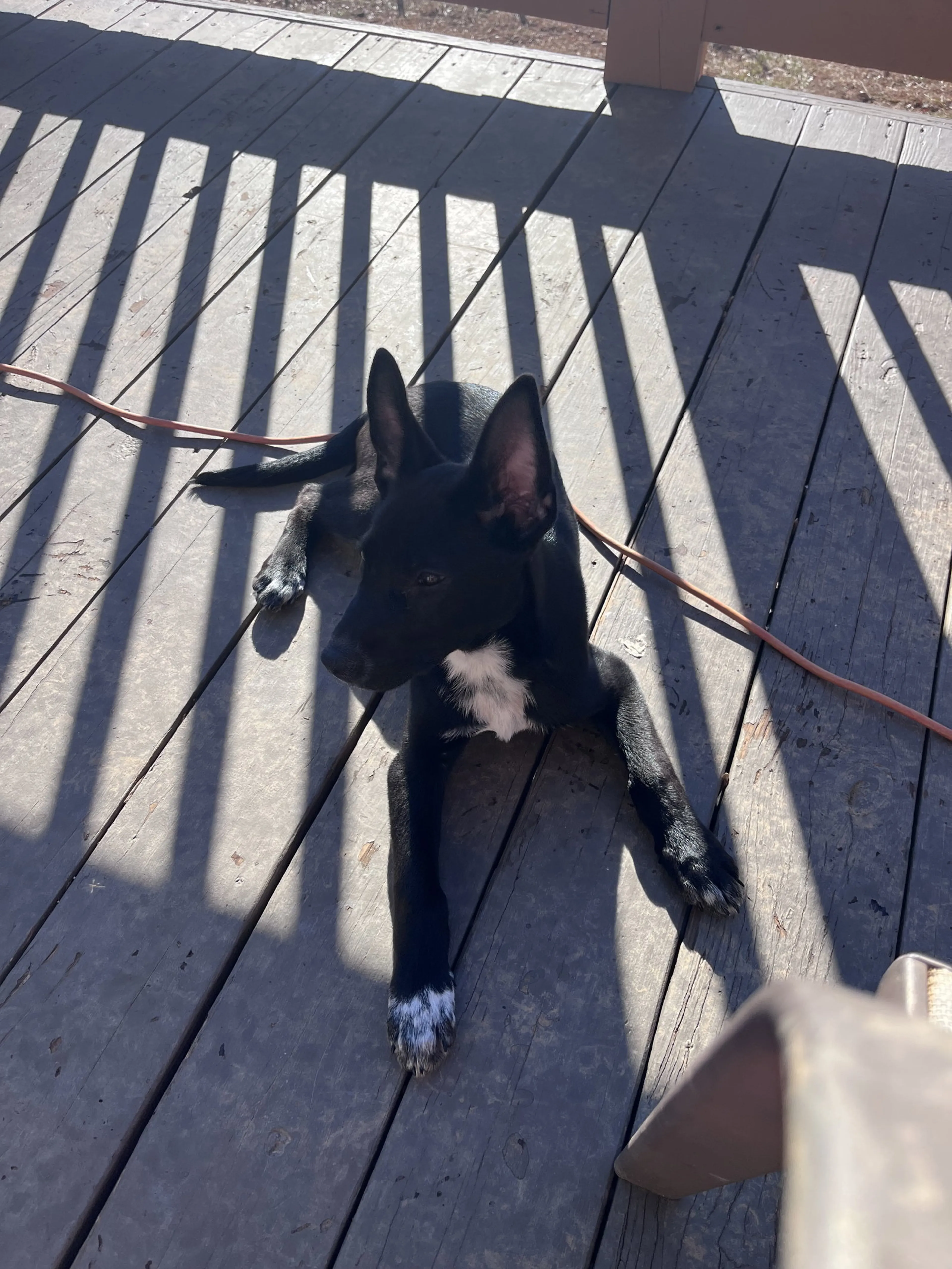 Found pet-8