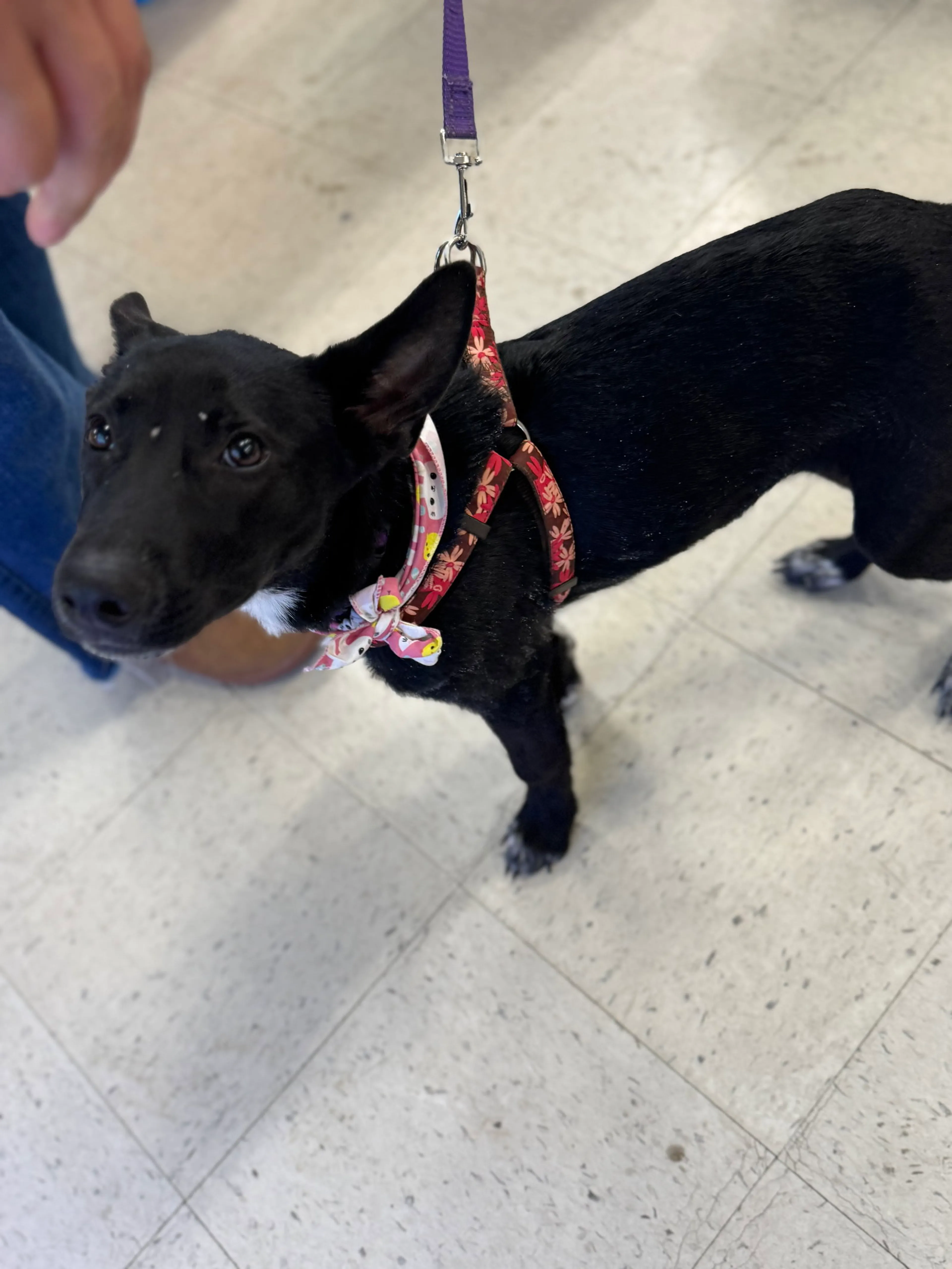 Found pet-5